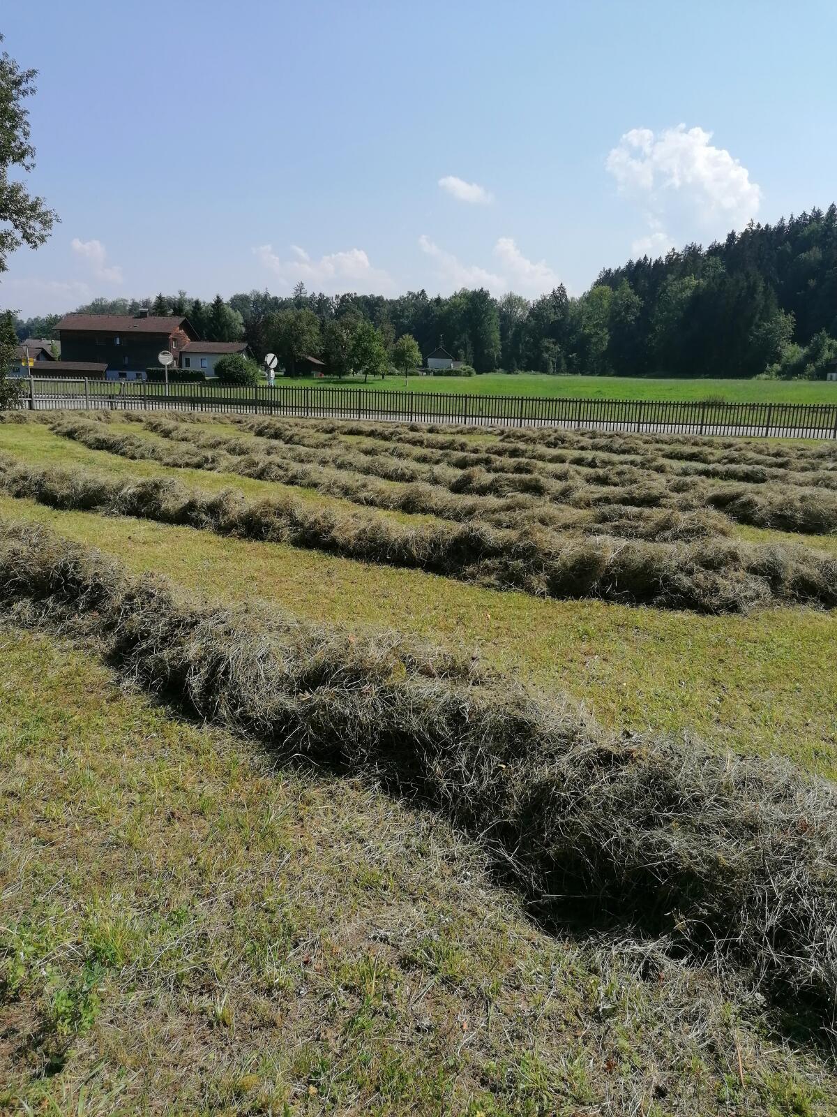 Heu in Kleinballen 3