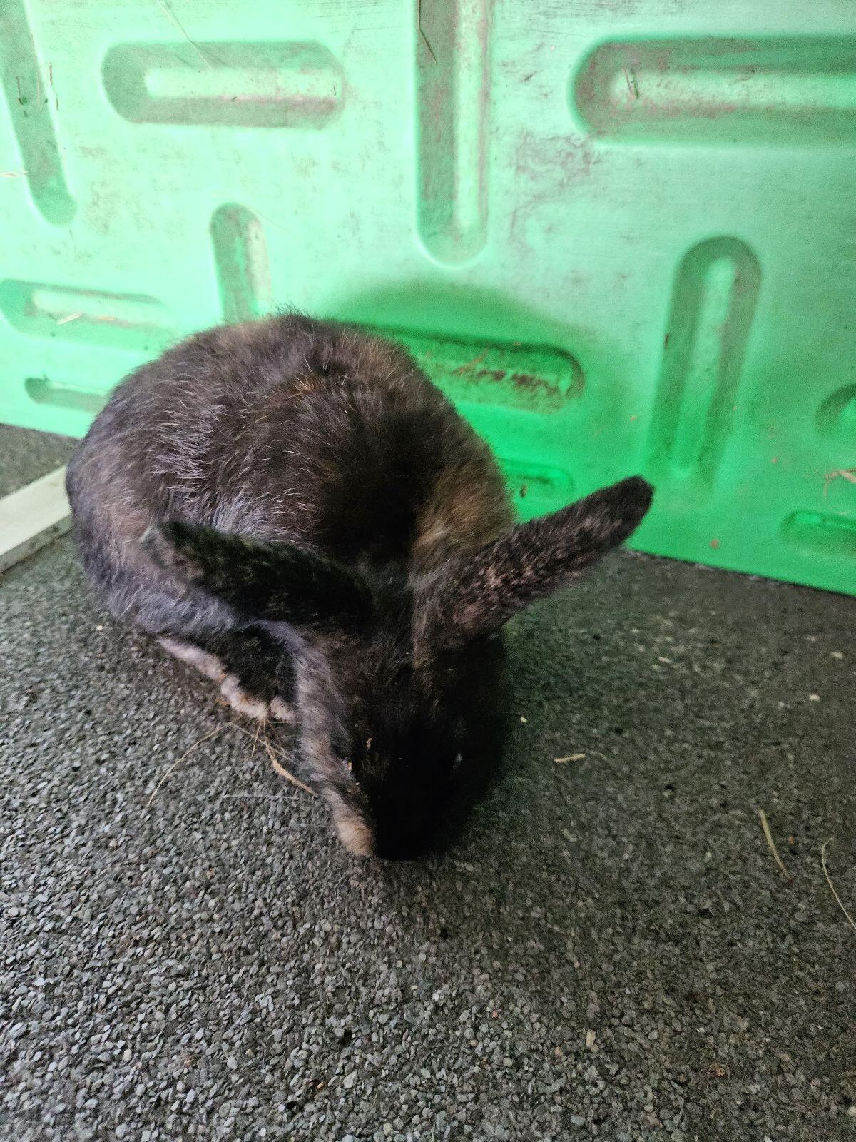 Junge Löwenkopf- und Zwergkaninchen männlich 3