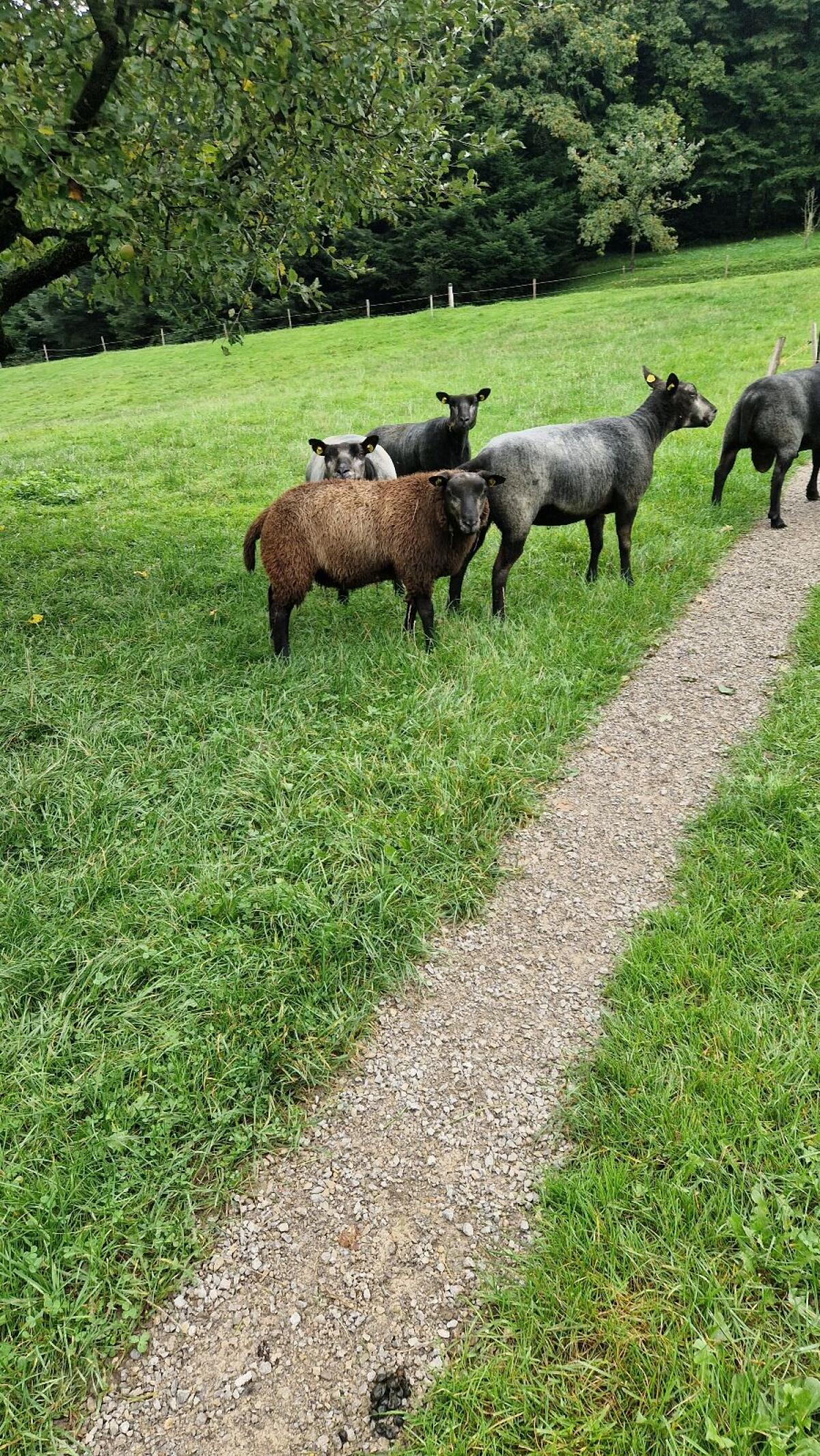 Blauer Texel Widder 2