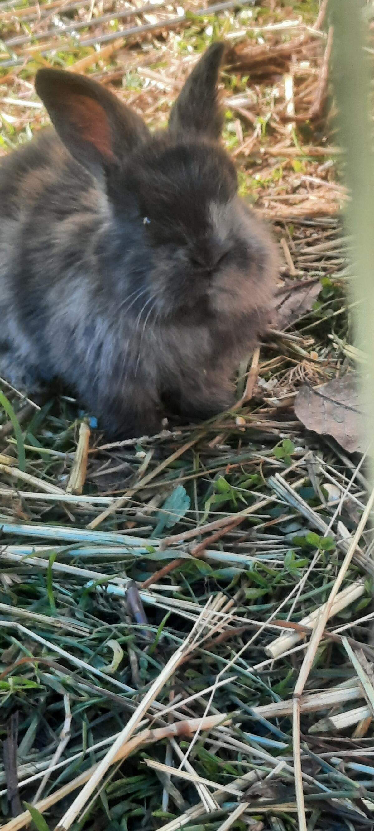 Hasen 2