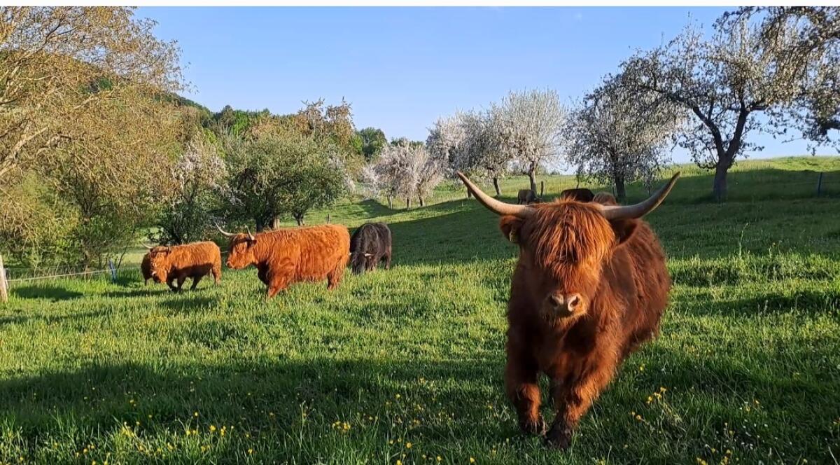 Preisreduziert: 2 Hochlandrinderkühe mit Kalb 2