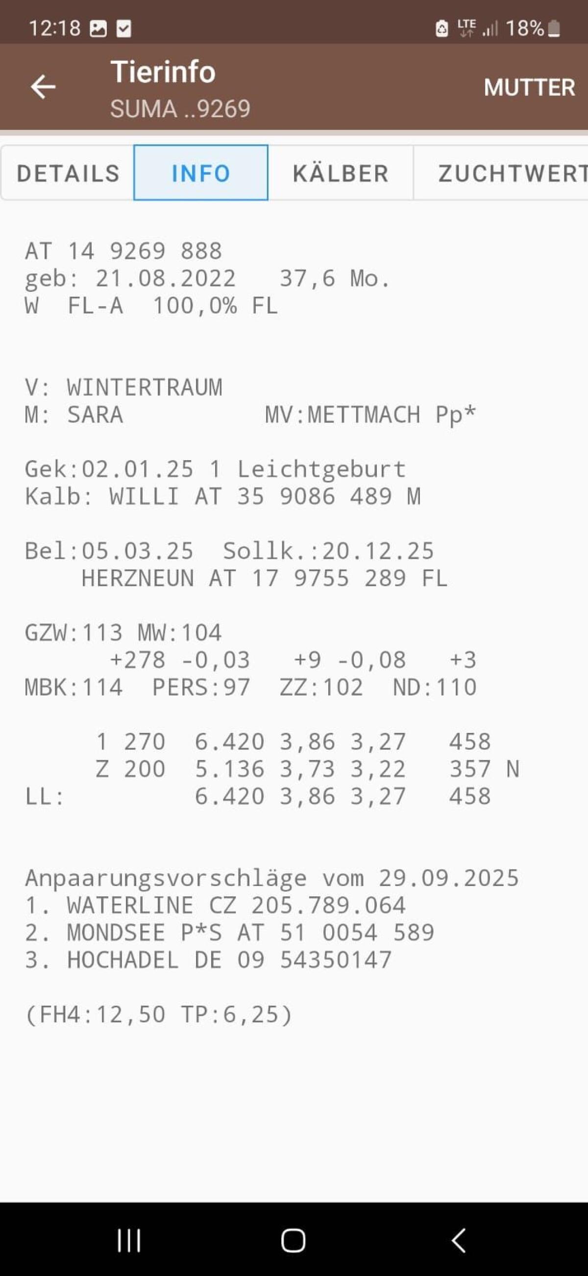 Fleckvieh Kuh 1