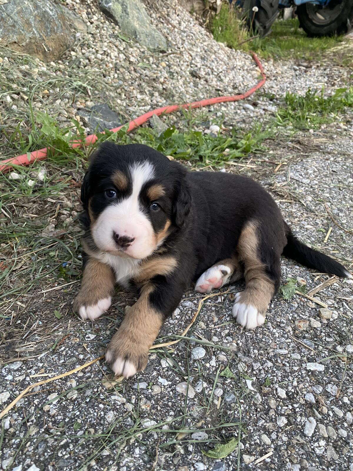 Reinrassige Berner Sennen Welpen 3