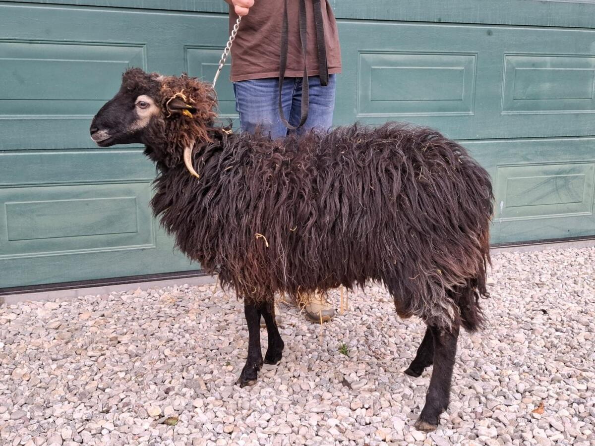 Gekörter Krainer Steinschaf Widder 2