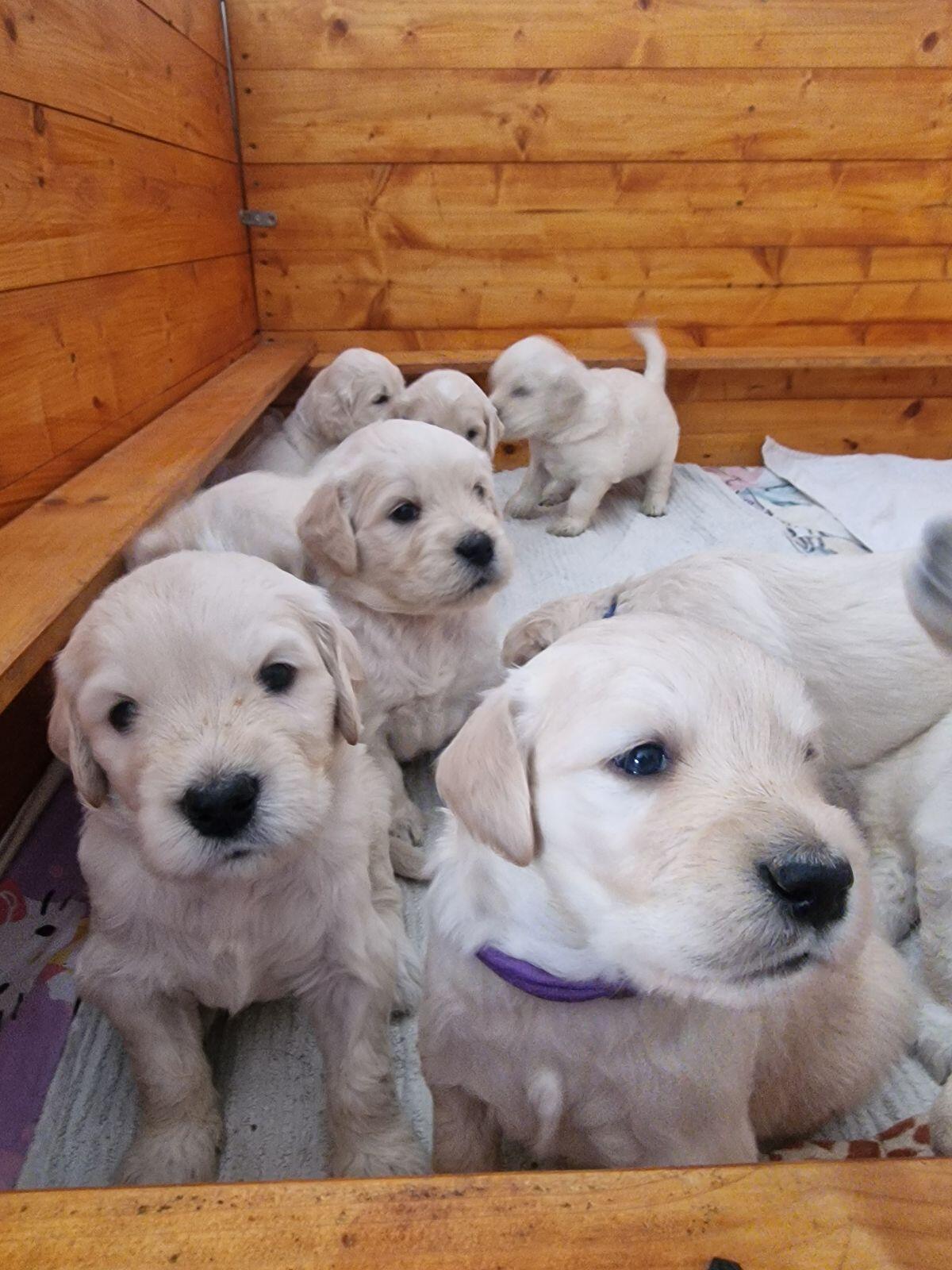 Goldendoodle F1b Wurfankündigung 2
