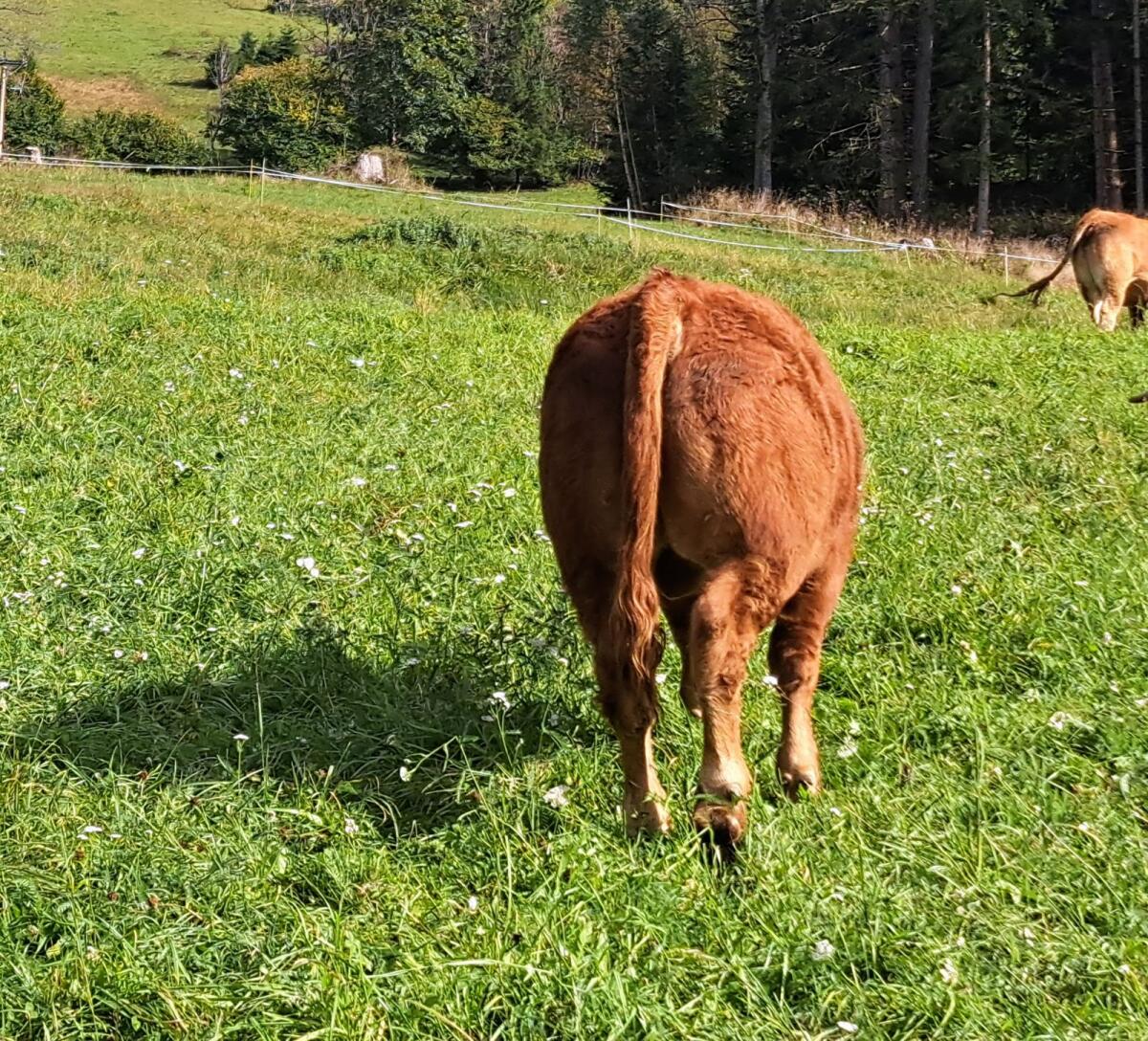 Limousin Stier Bio 2