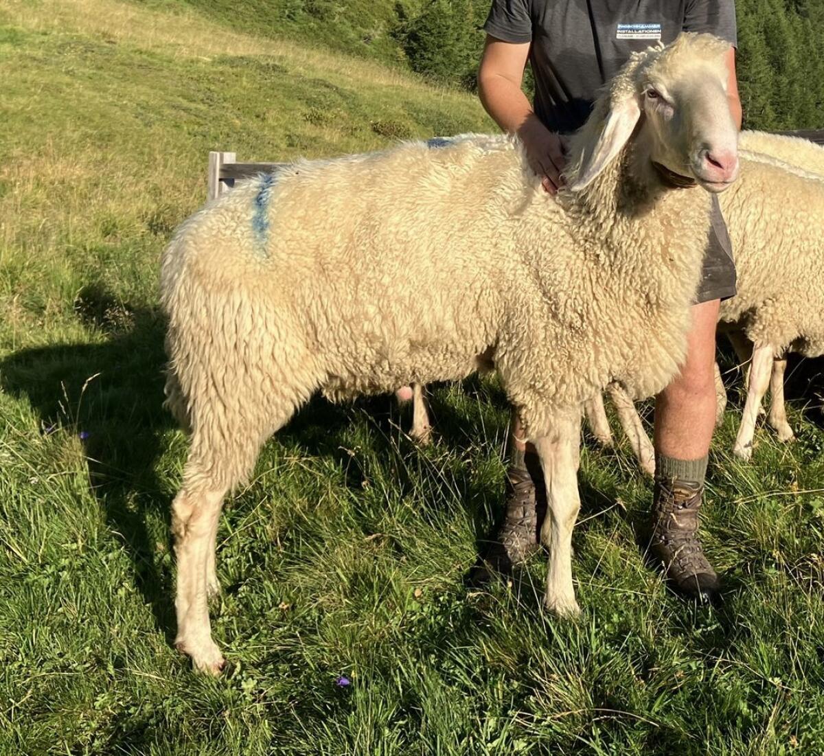 Verkaufe weißen Hb Bergschafwidder 3