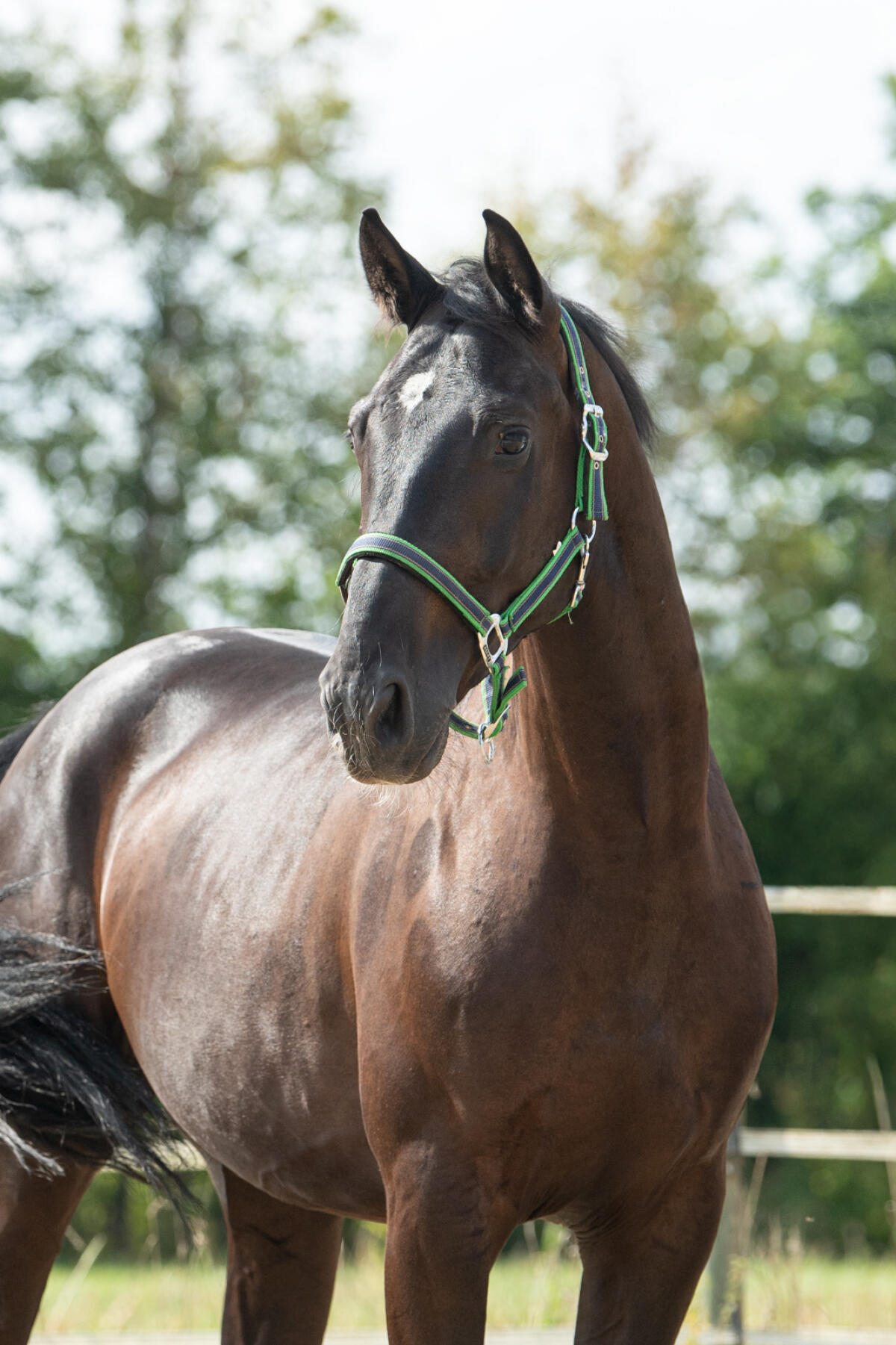Verkauf Rappgespann Polnische Warmblüter Wielkopolski 3