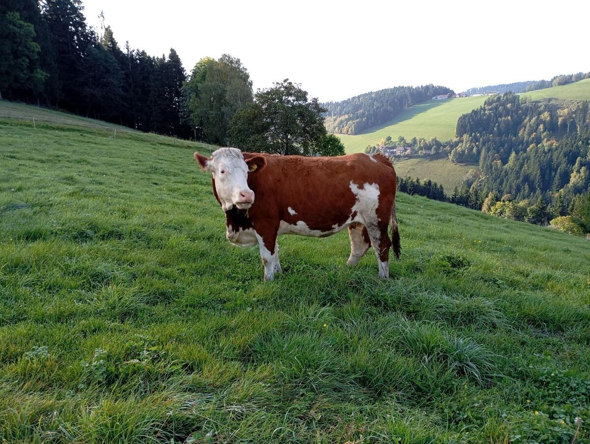 Fleckvieh Kalbin 2