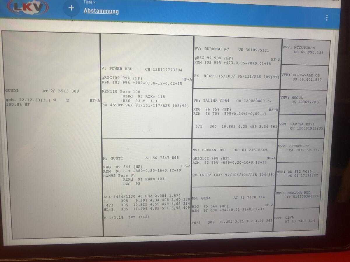 Trächtige RF-Kalbinnen 2
