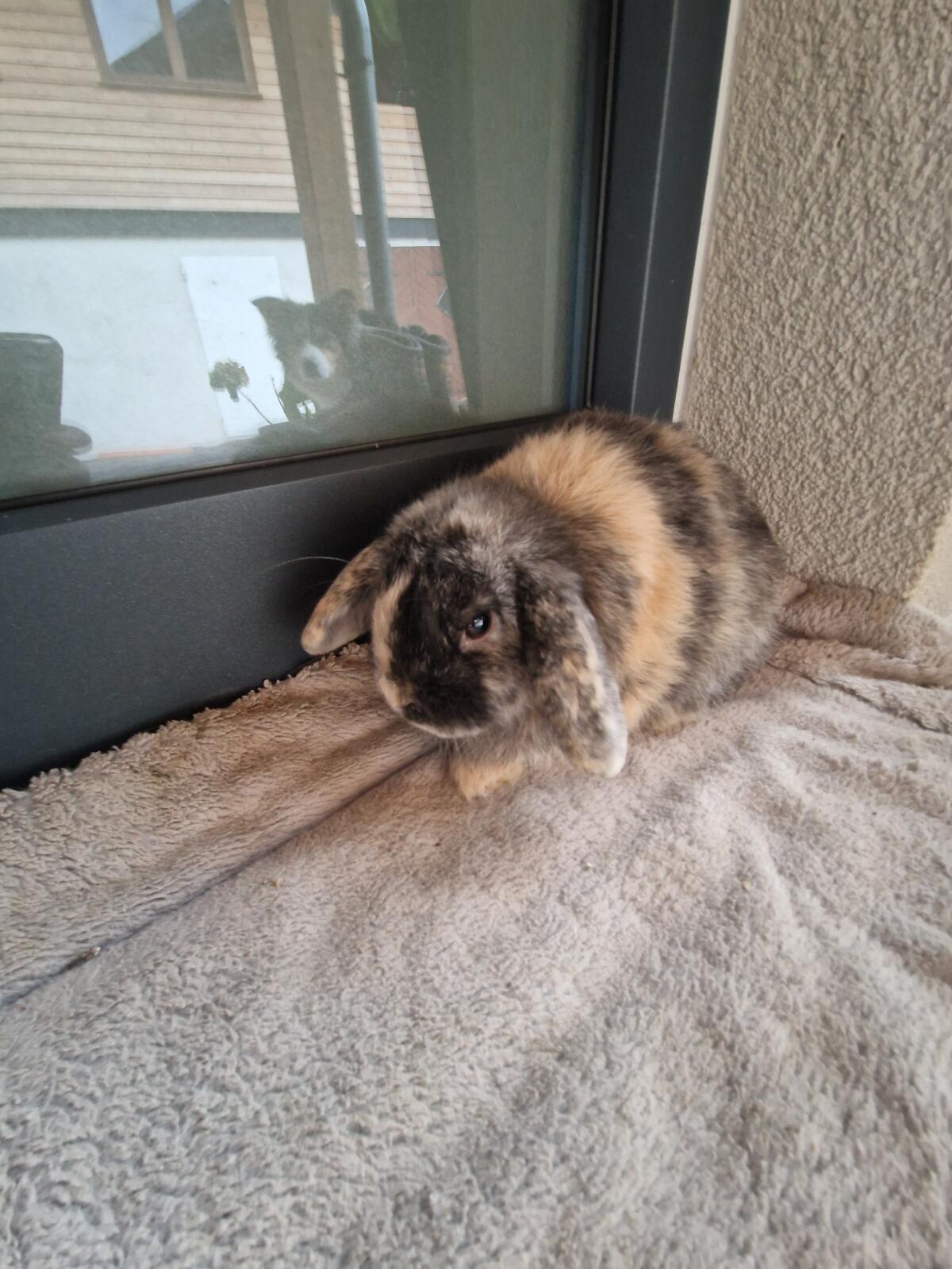 Miniloop Hasen 2