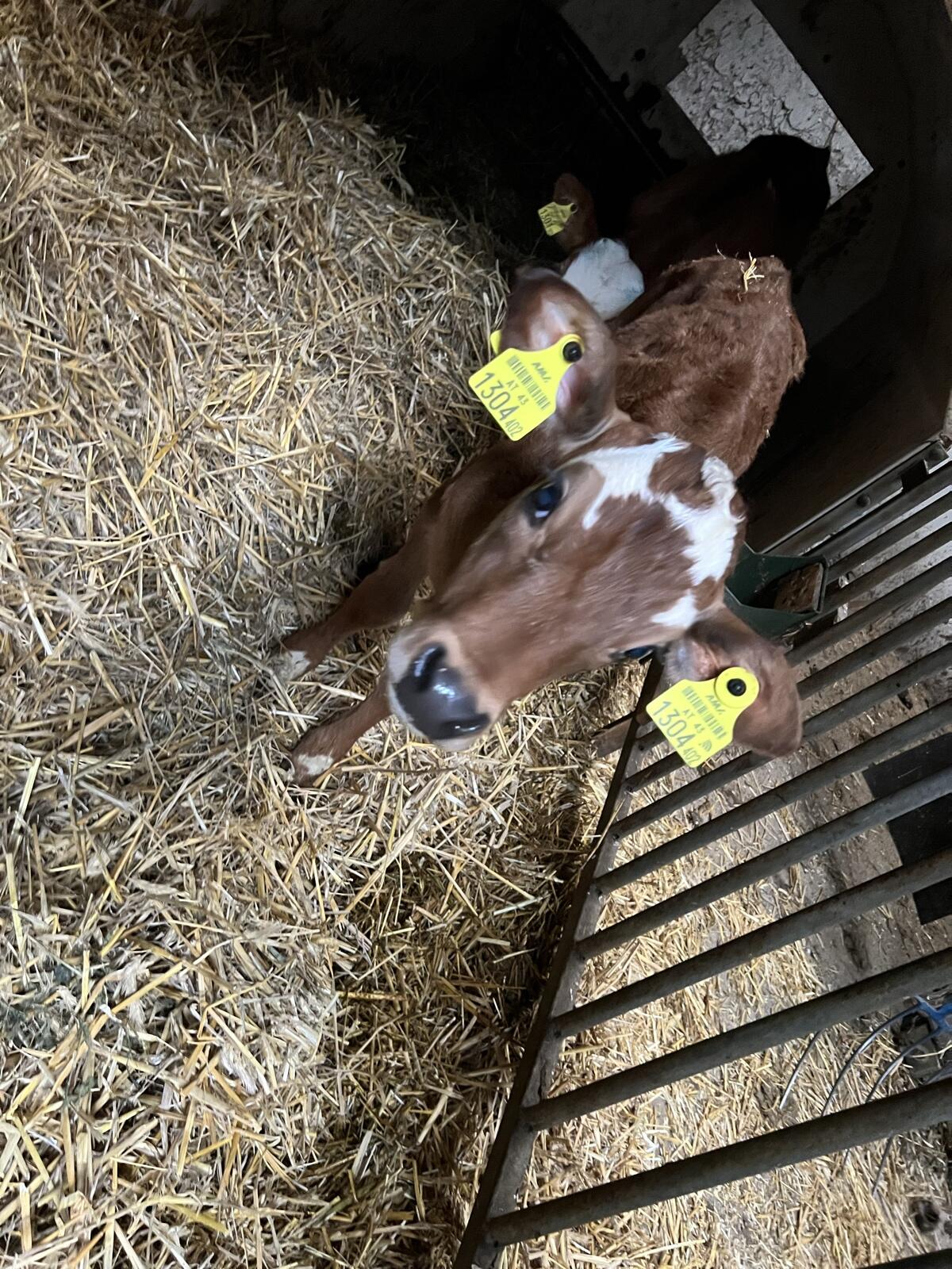 Jersey Kuhkalb 1