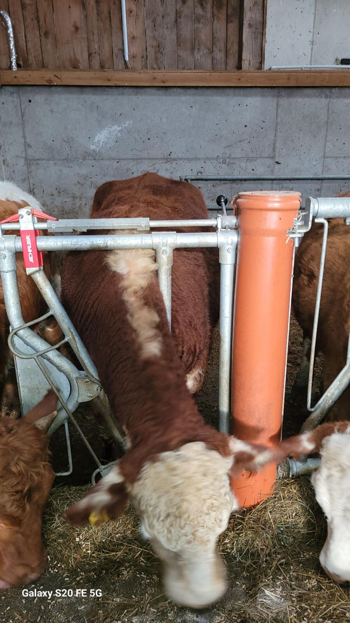 Hereford Kälber/Kühe 3