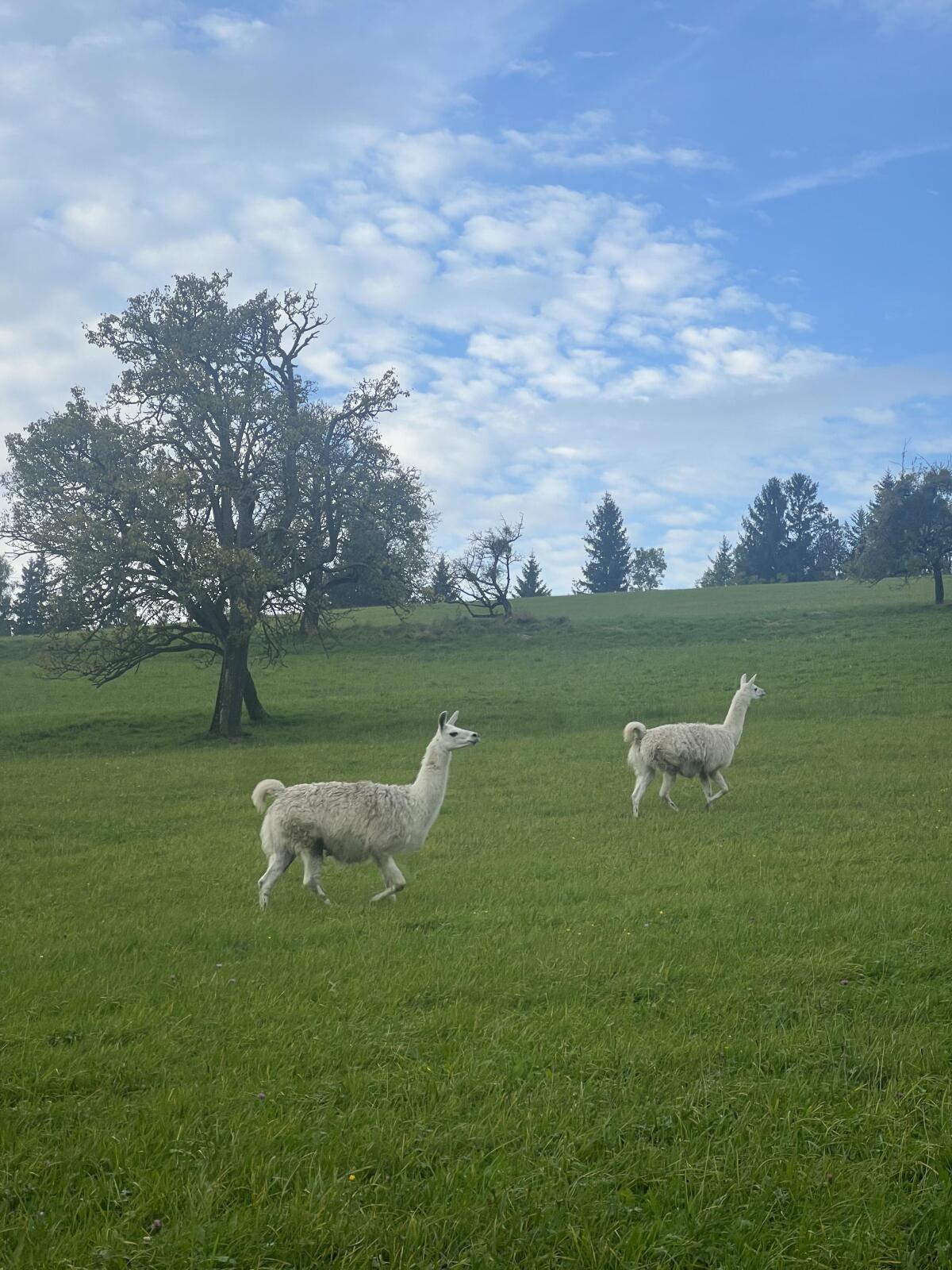 3 weibliche Lamas zu verkaufen 3