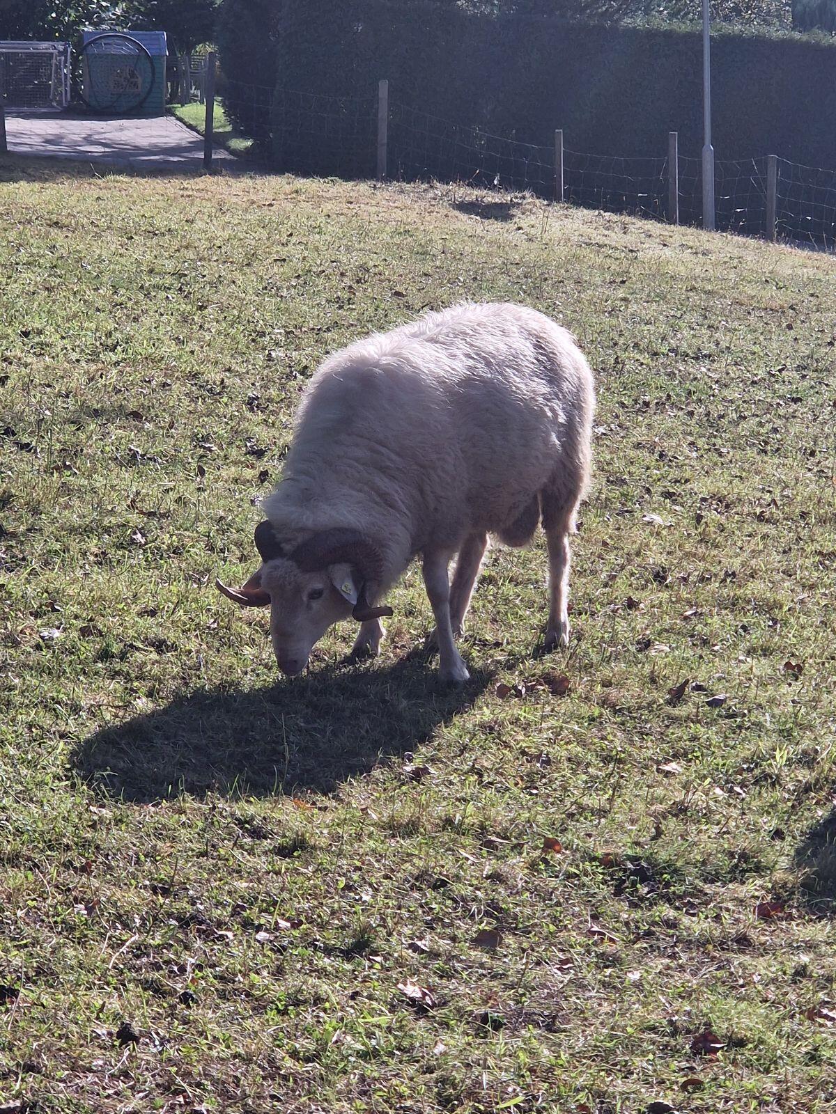 Waldschaf Widder 1