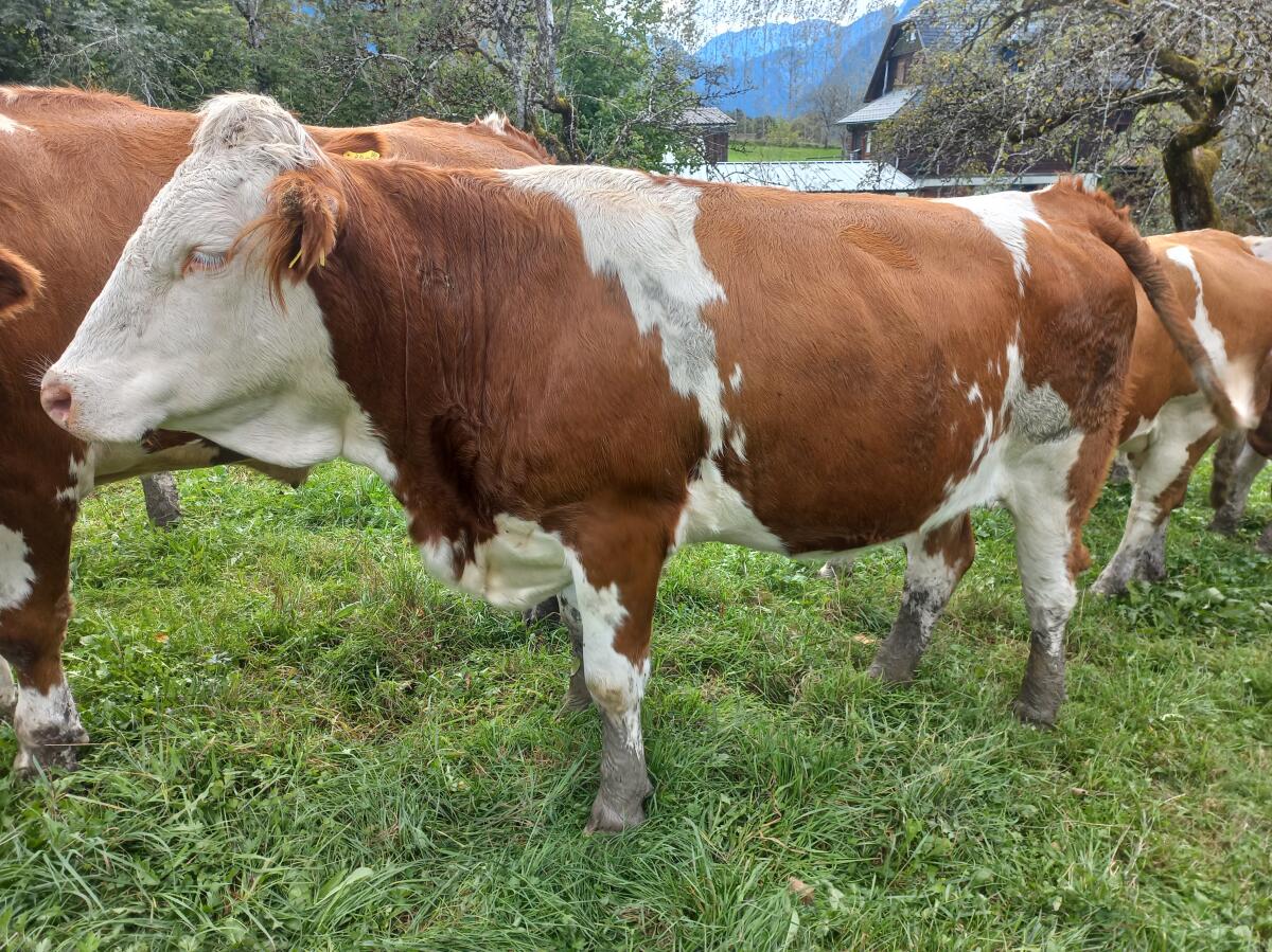 Fleckvieh Kalbinnen, bio 2