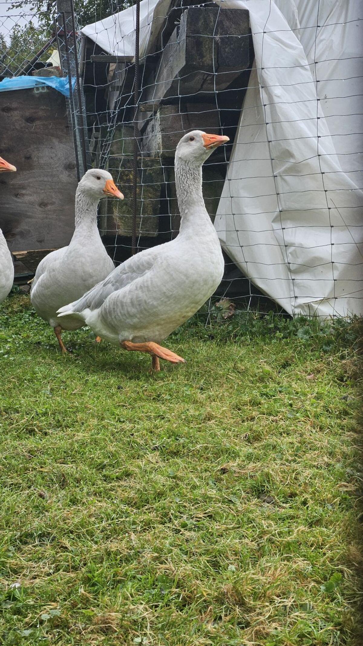 Fränkische Landgänse 3