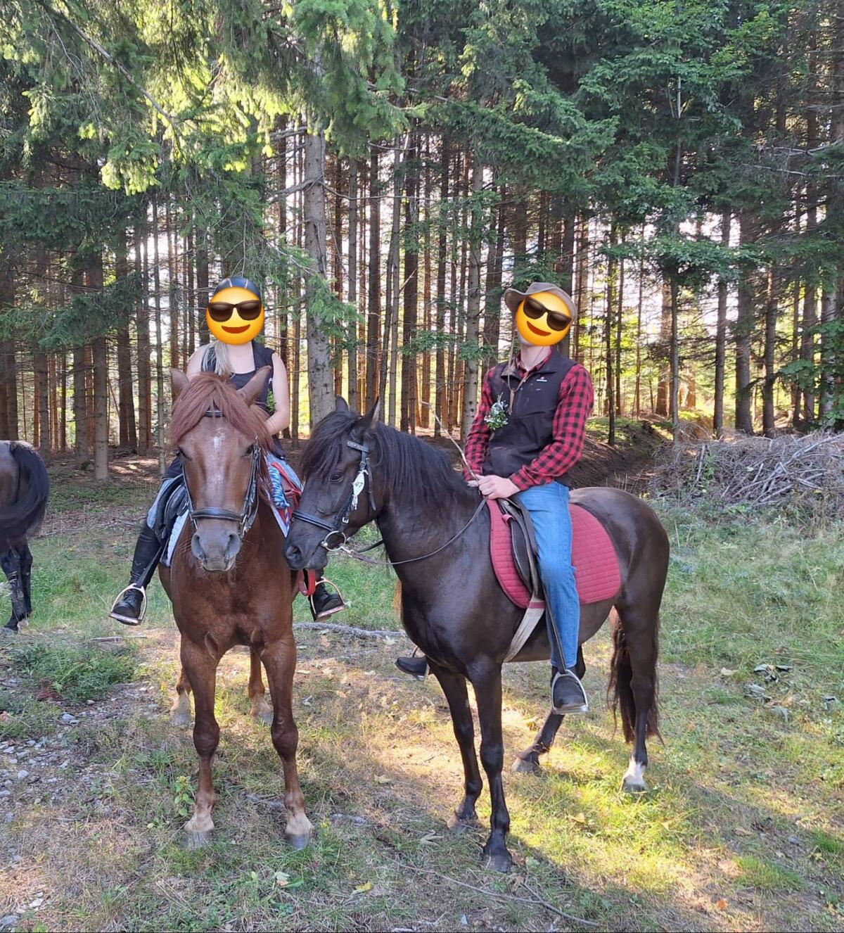 Super Kleinpferde Wallach 1