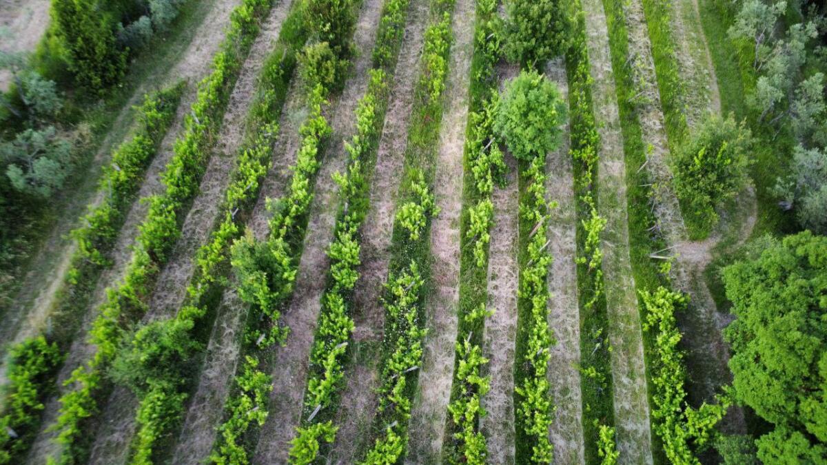 Unser Weinberg in Impruneta sucht neues Leben 3