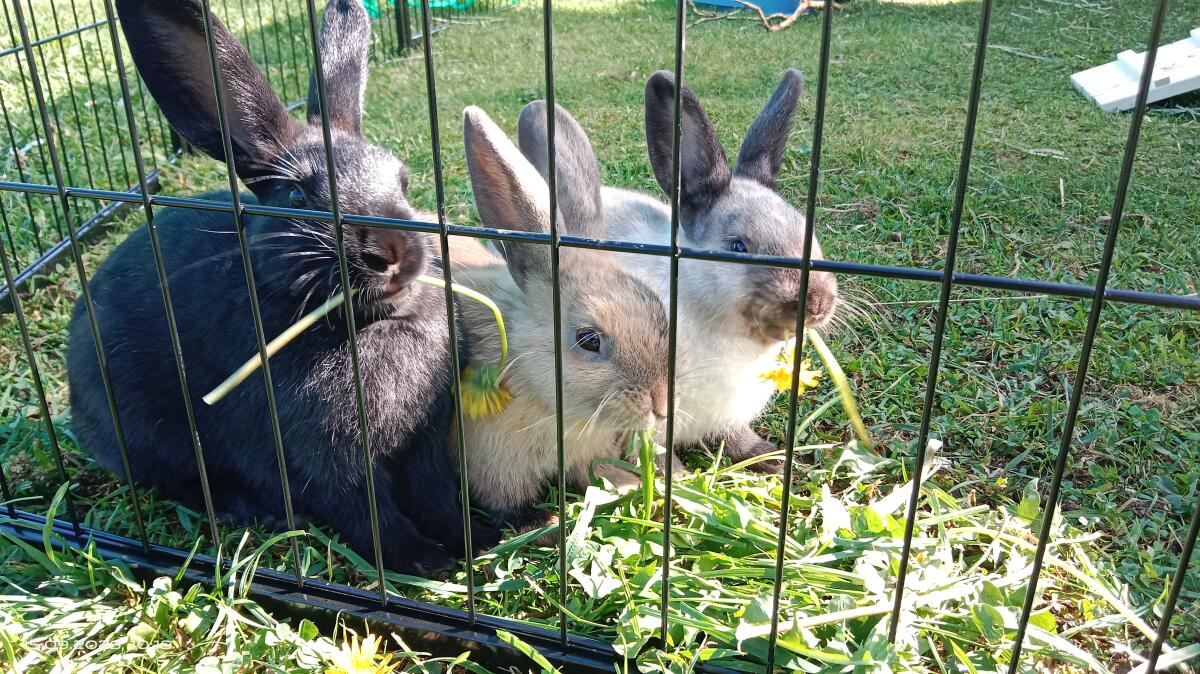 Zwergkaninchen Kastraten 3 Männchen pro Tier 2