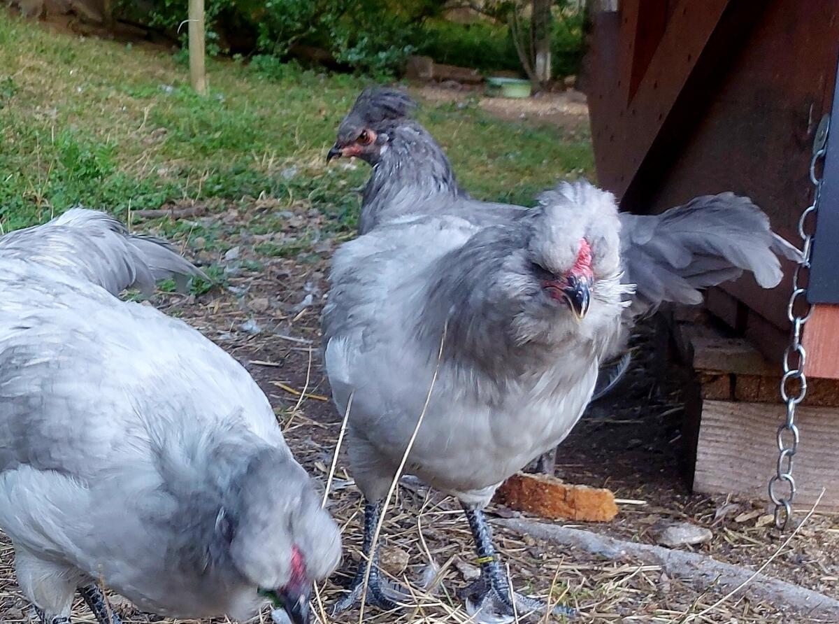 Lavender Araucana 2