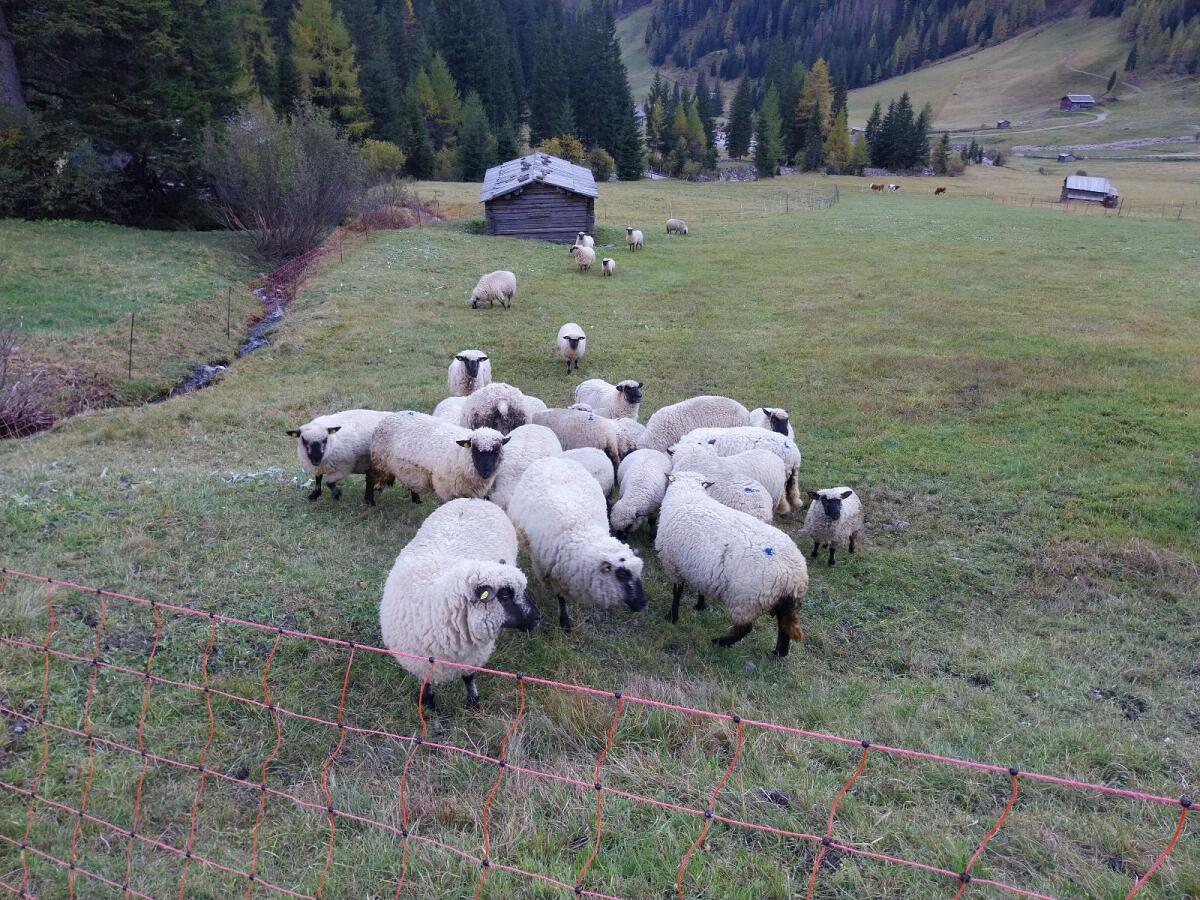 Schafe 3