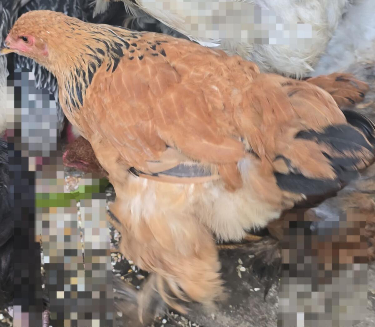 Brahma Junghennen 1