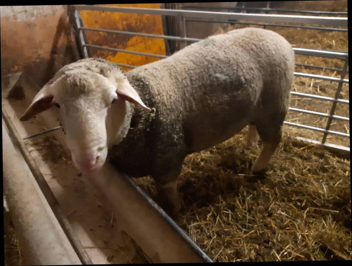 Merino Widder/Bock 2b gekört 3