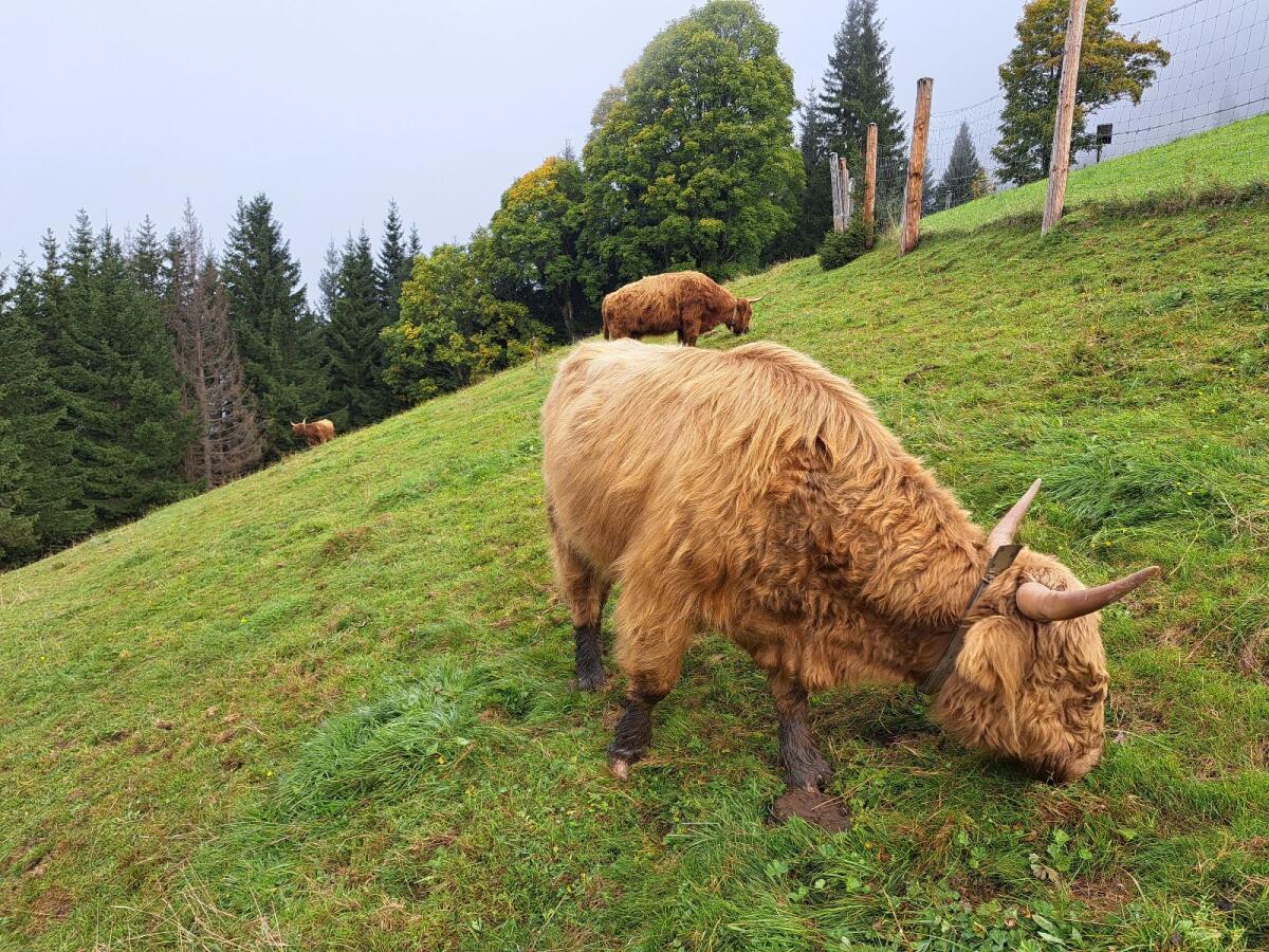 Mini Highland Bulle 2