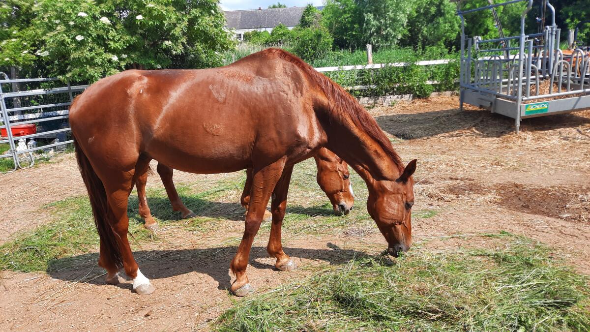 2 liebe Freizeitpferde auf guten Platz abzugeben 3