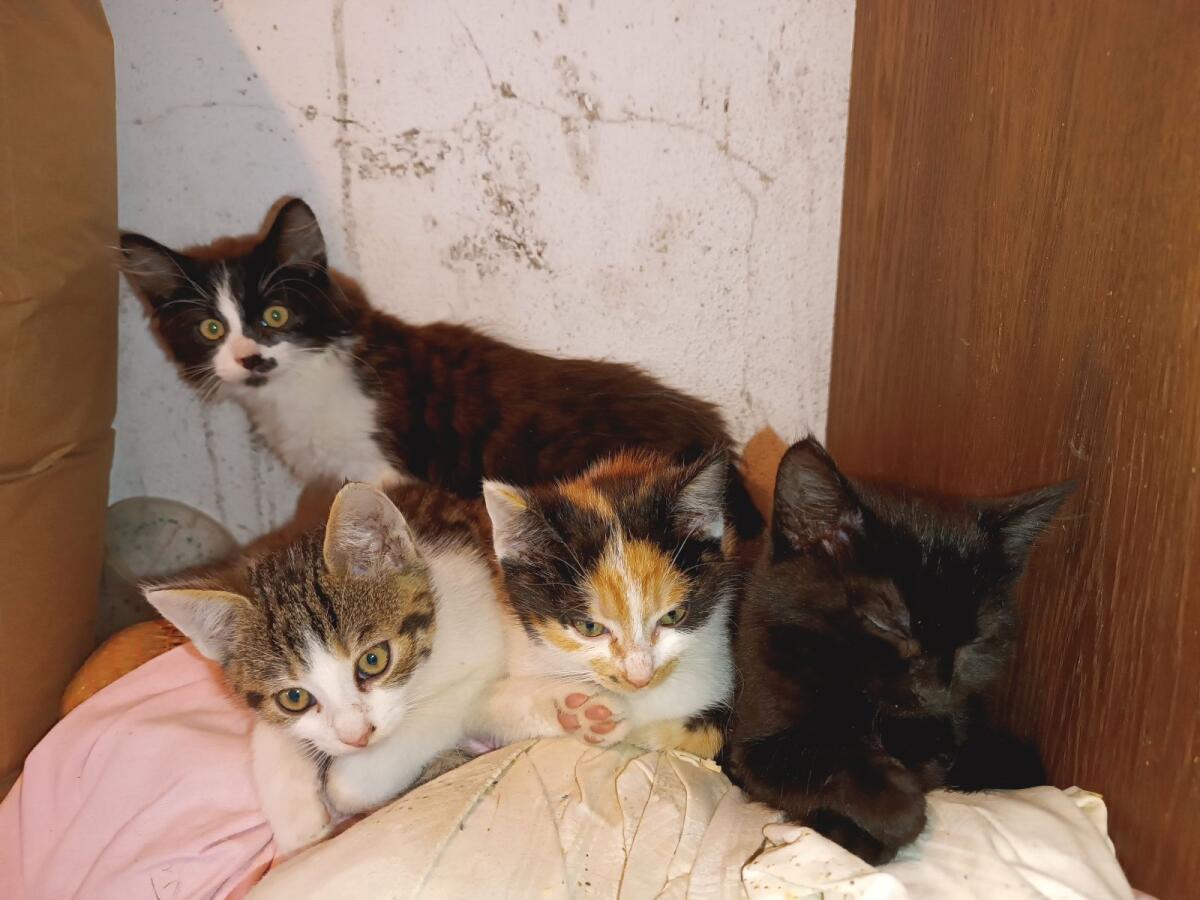 Kleine Katzen 3