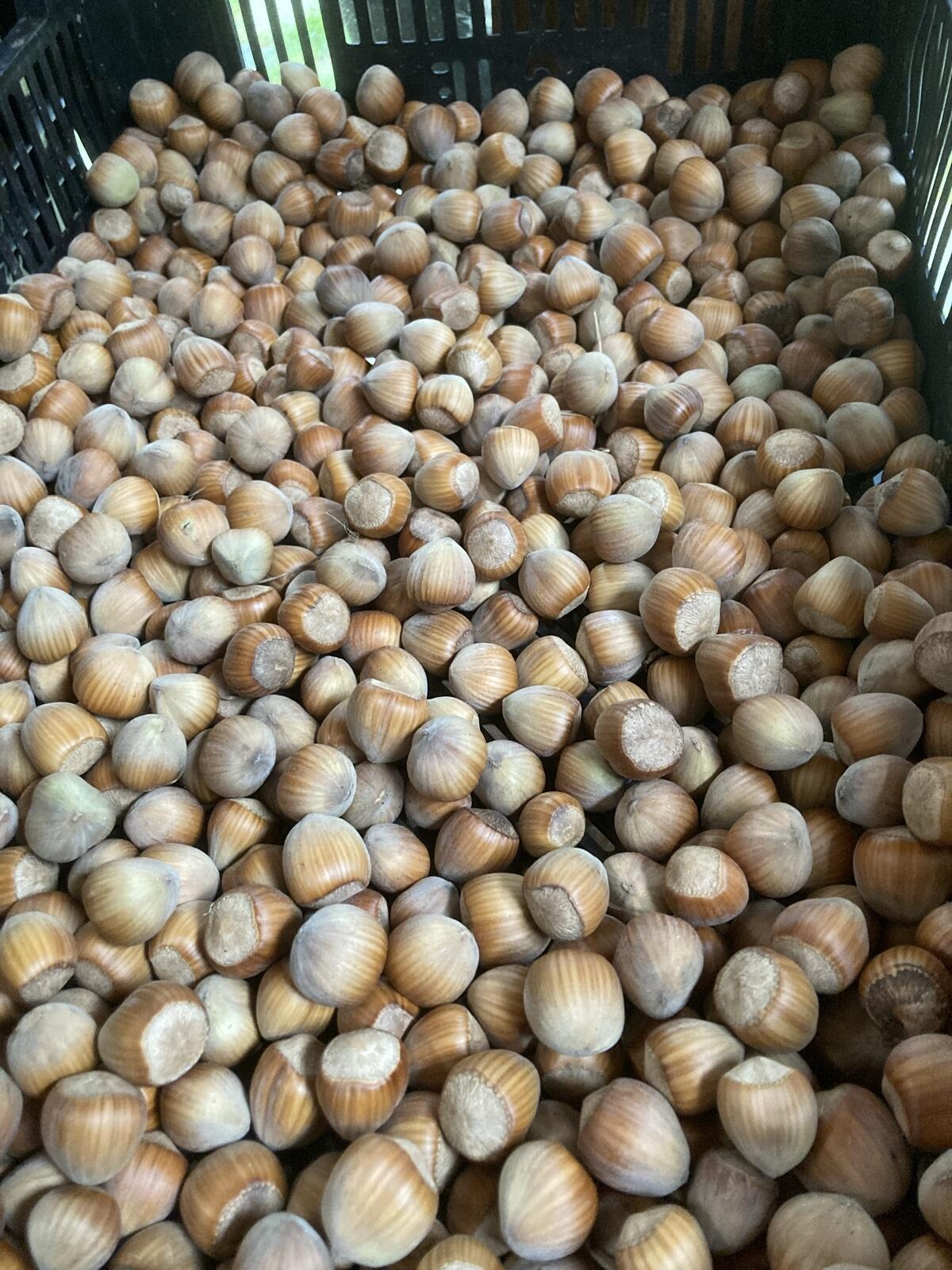 Frucht-Haselnüsse vorgetrocknet 2