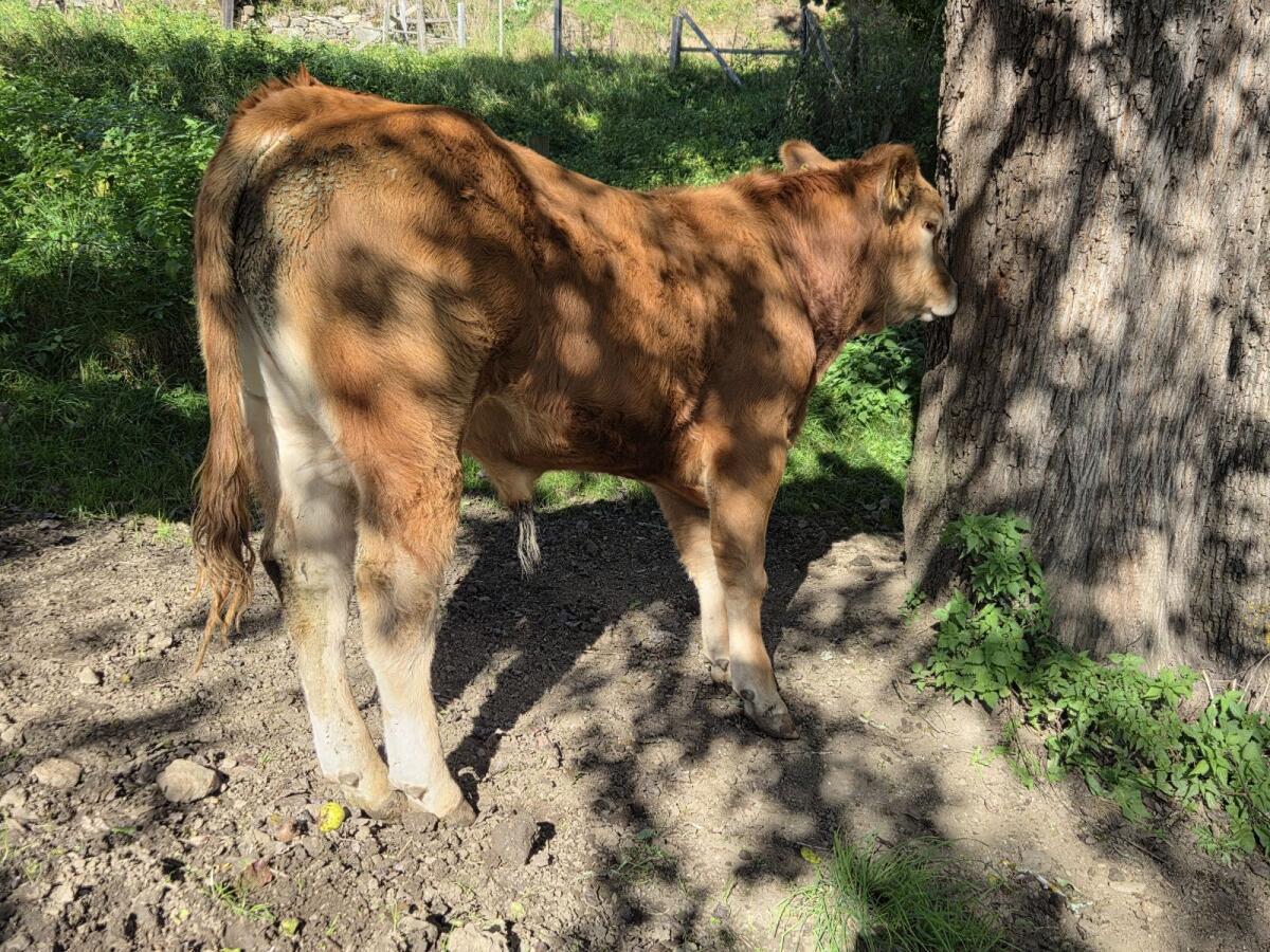 Limousin-Jungstiere genetisch hornlos 3