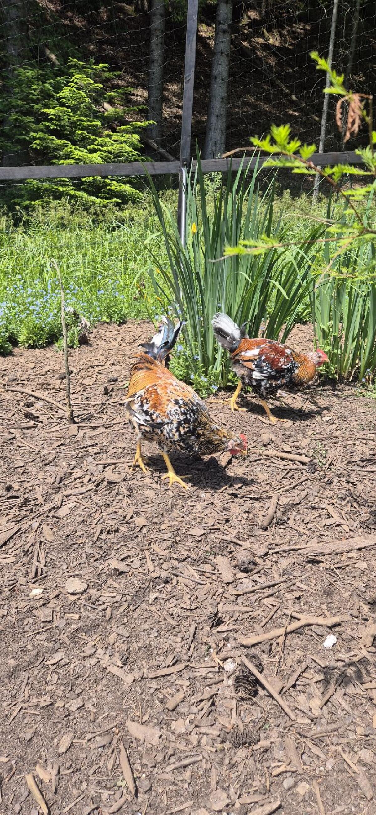Schwedischer Blumenhahn 3