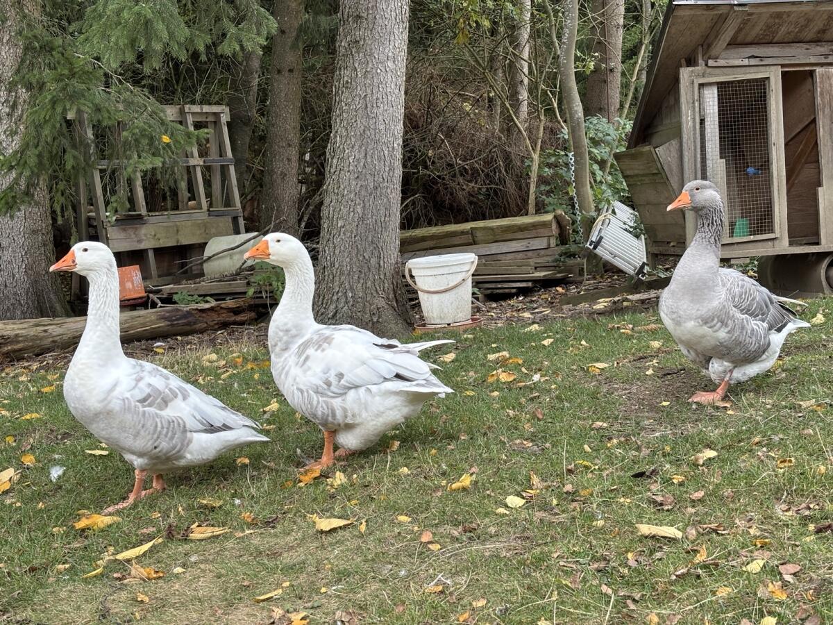 Hausgänse 3