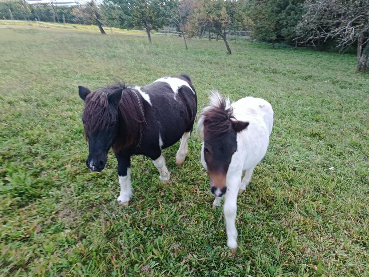 Shetlandpony 2