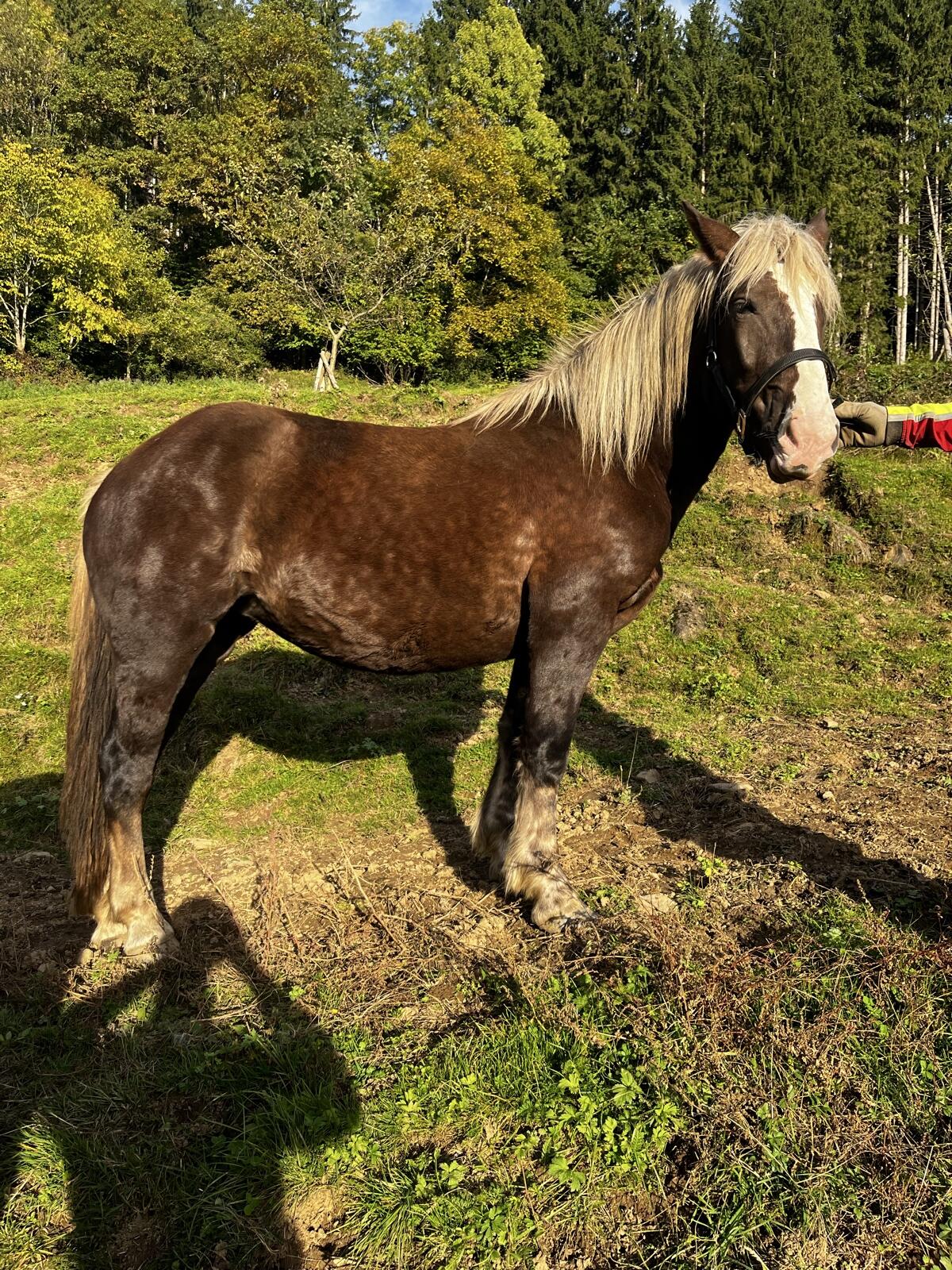 Norika Jungstute 1