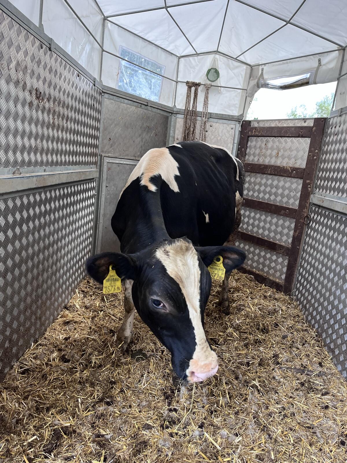 Holstein Zuchtstiere 1