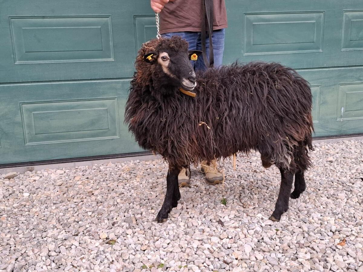 Gekörter Krainer Steinschaf Widder 3