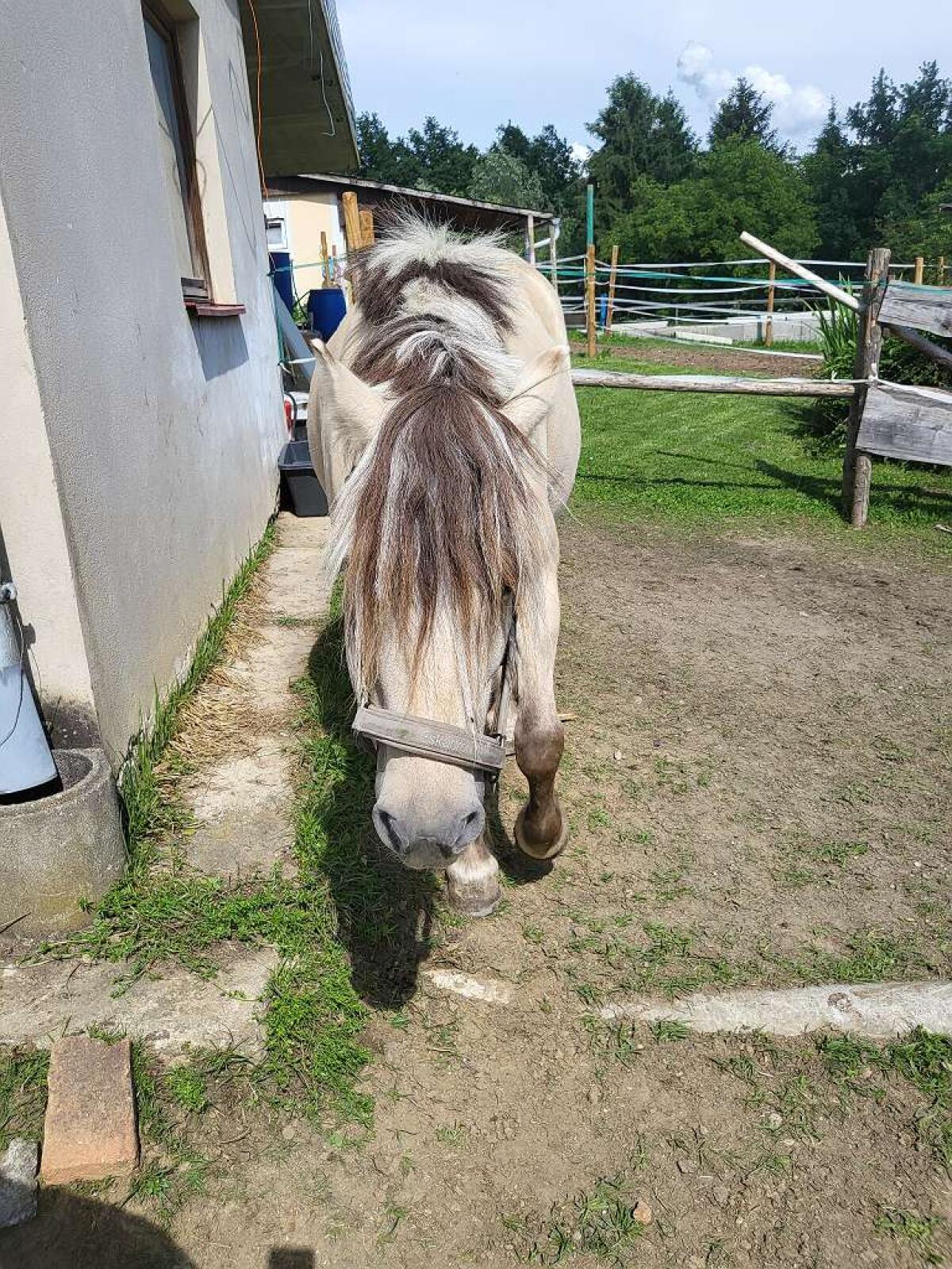 Reitbeteiligung Graz Mitreiter Pferd Fjordpferd 2