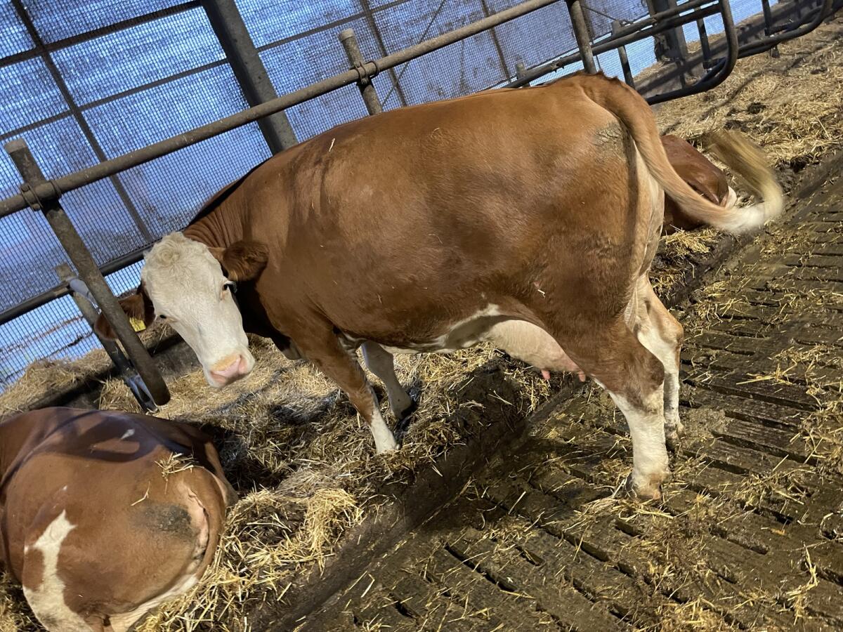 Kuh in Milch 30 l 2