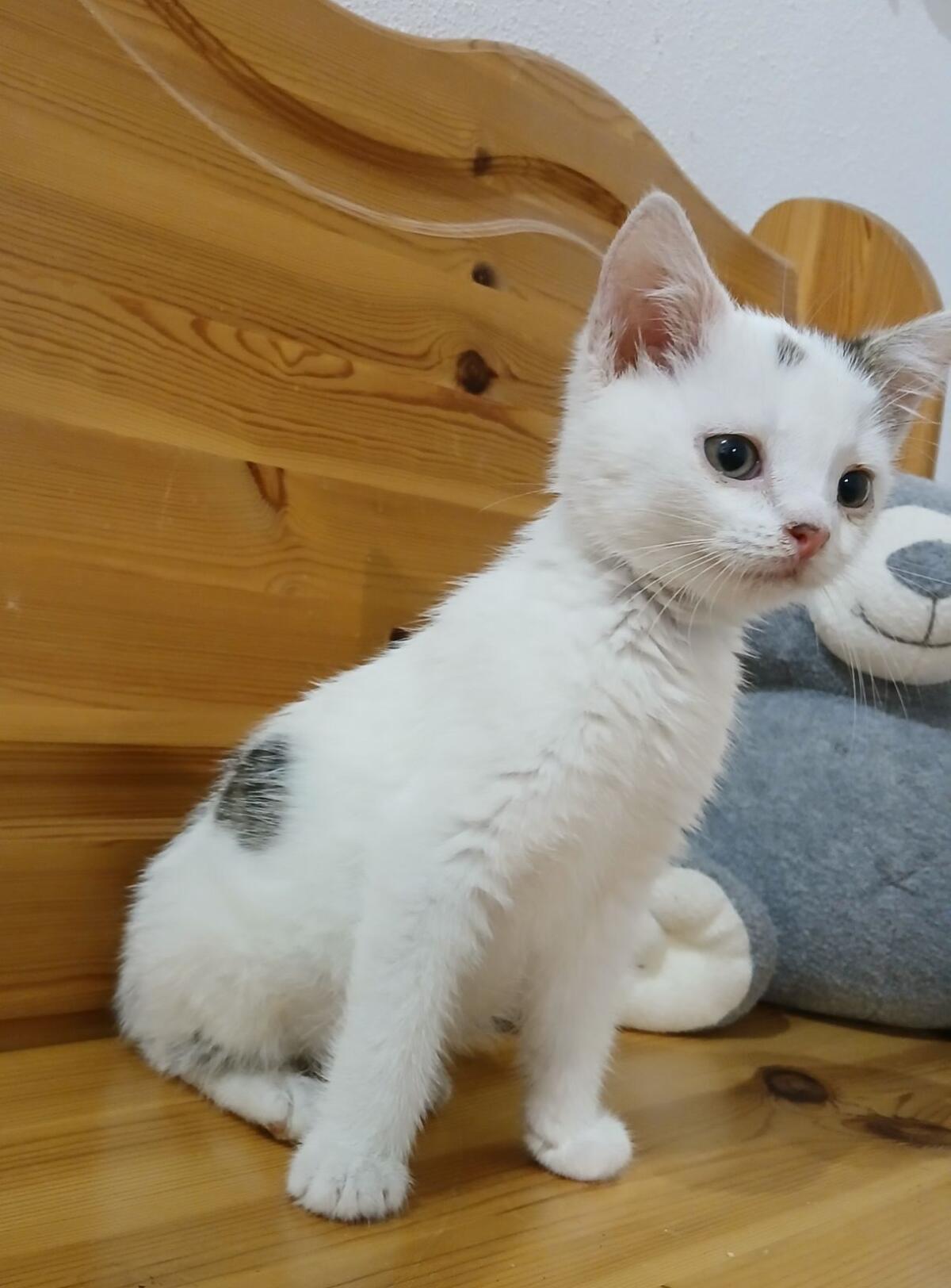 Babykatze 1