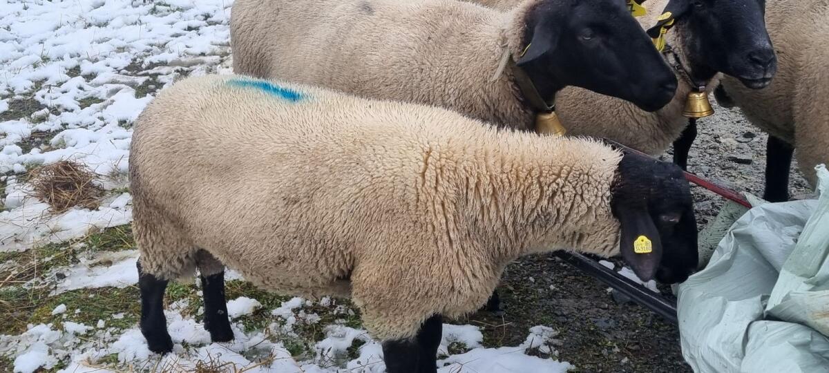 Suffolk Jungwidder 2