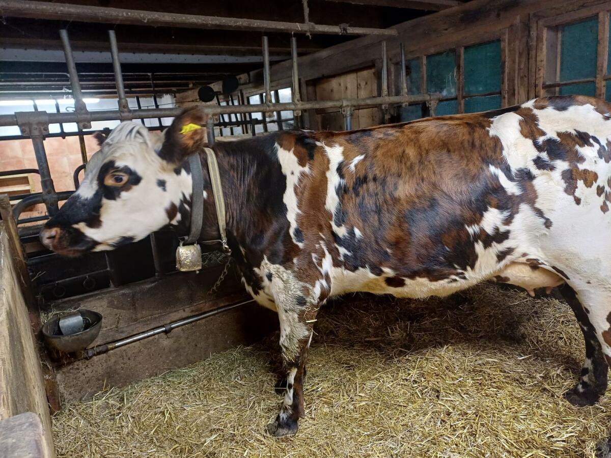 Reinrassige Normande Erstlingskuh, Bio 2