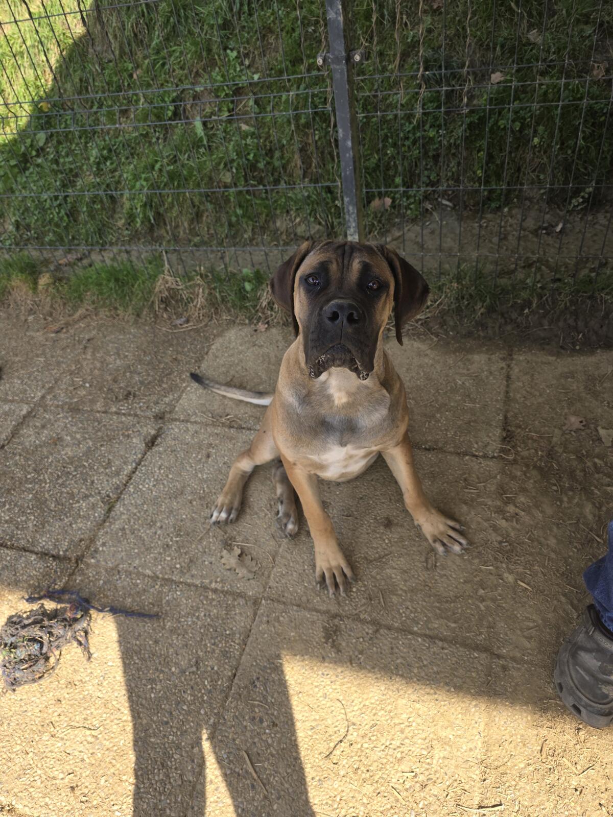 Liebevoller Cane Corso Rüde 5 Monate sucht neuen Wirkungskreis 1