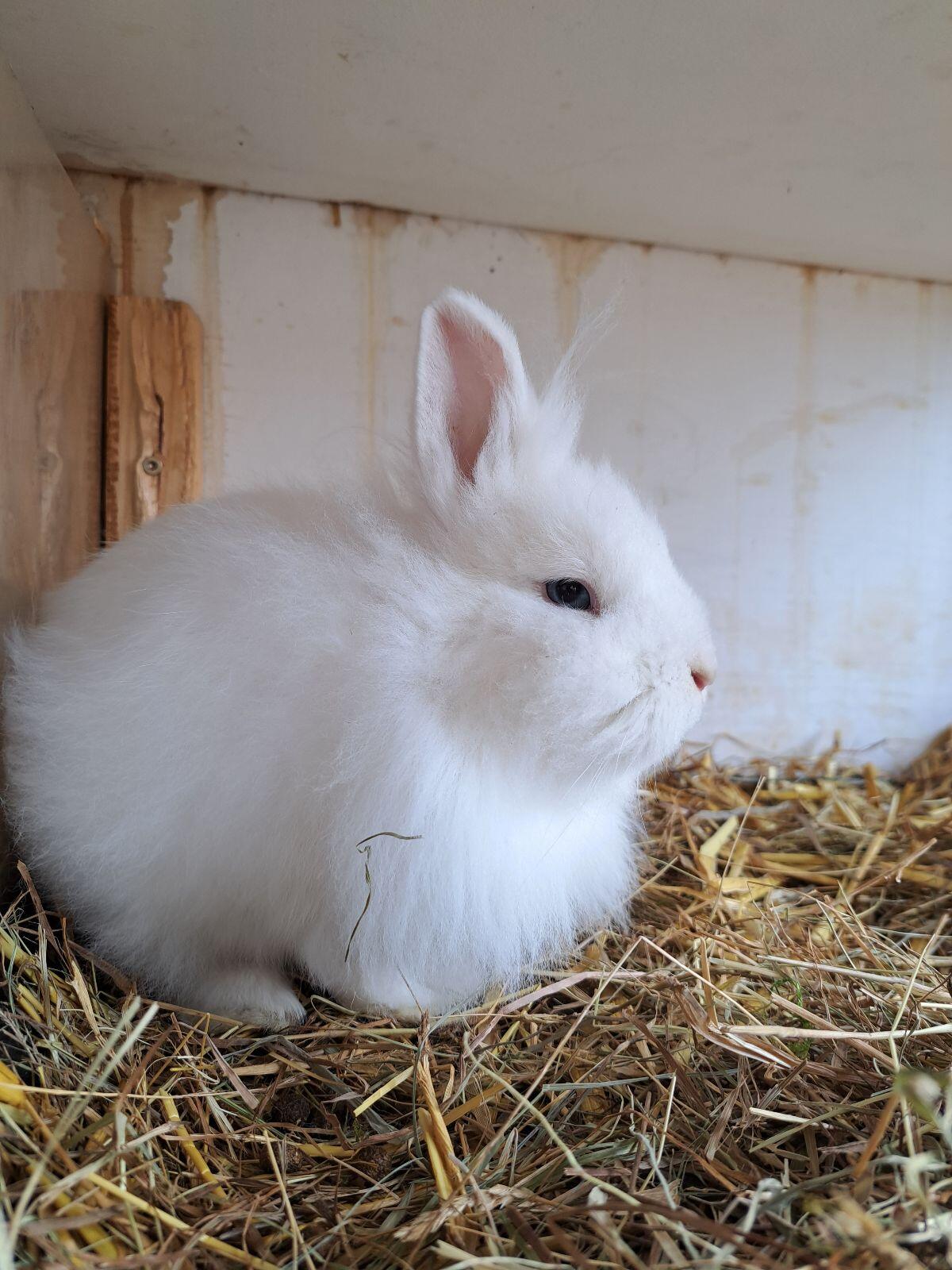 Löwenkopfhase 2