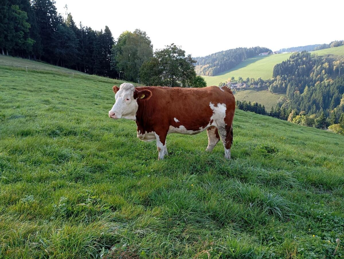 Fleckvieh Kalbin 1