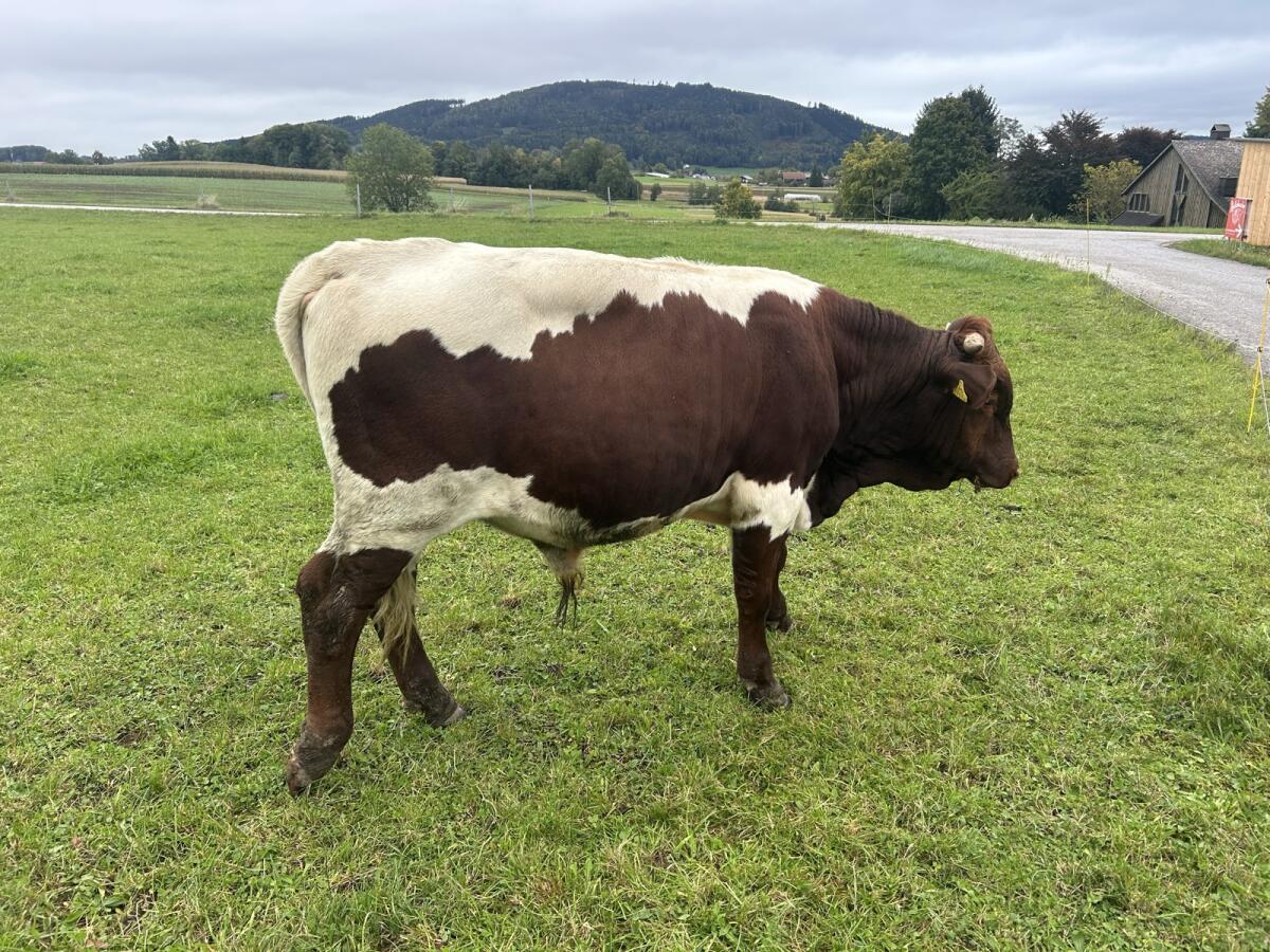 Pinzgauer/Limousin Stier 3