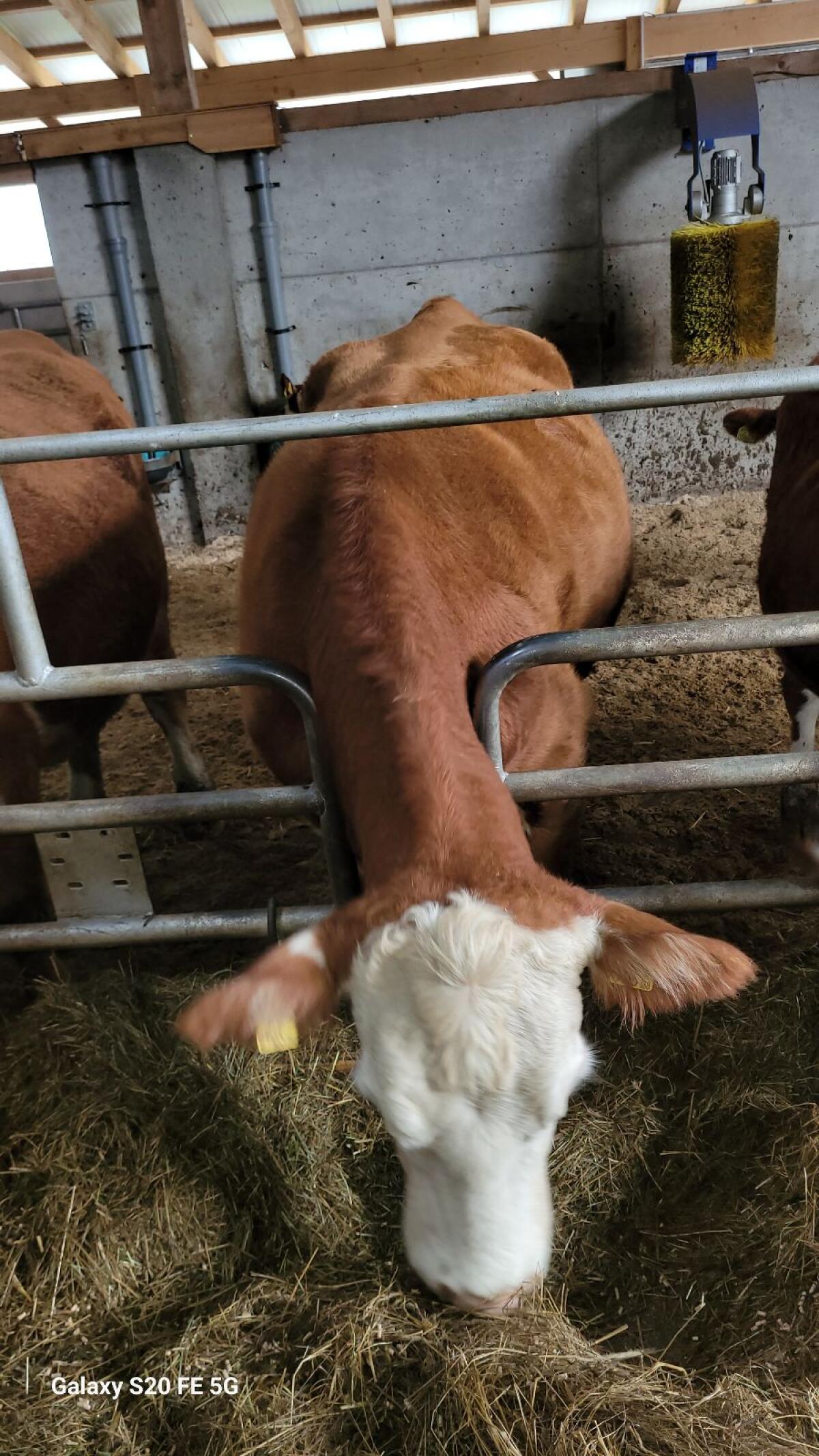 Hereford Kälber/Kühe 1