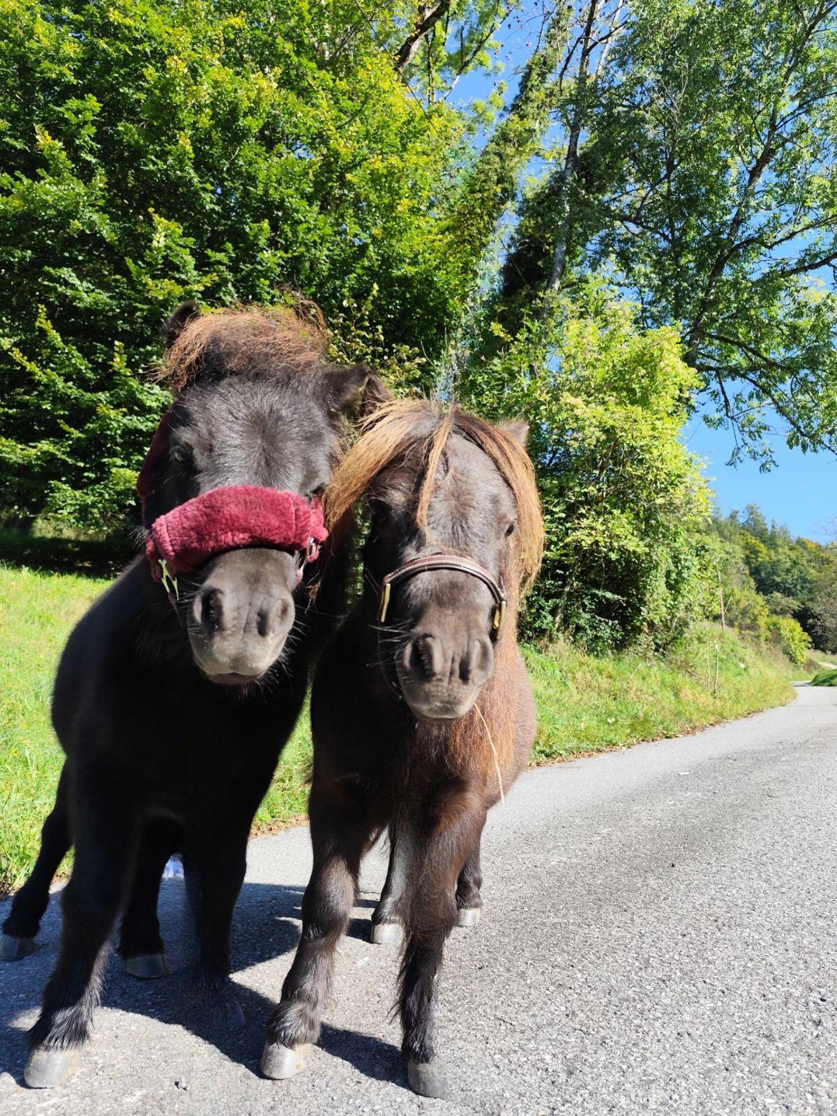 Verkaufe Mini Shetlandpony Wallach 2